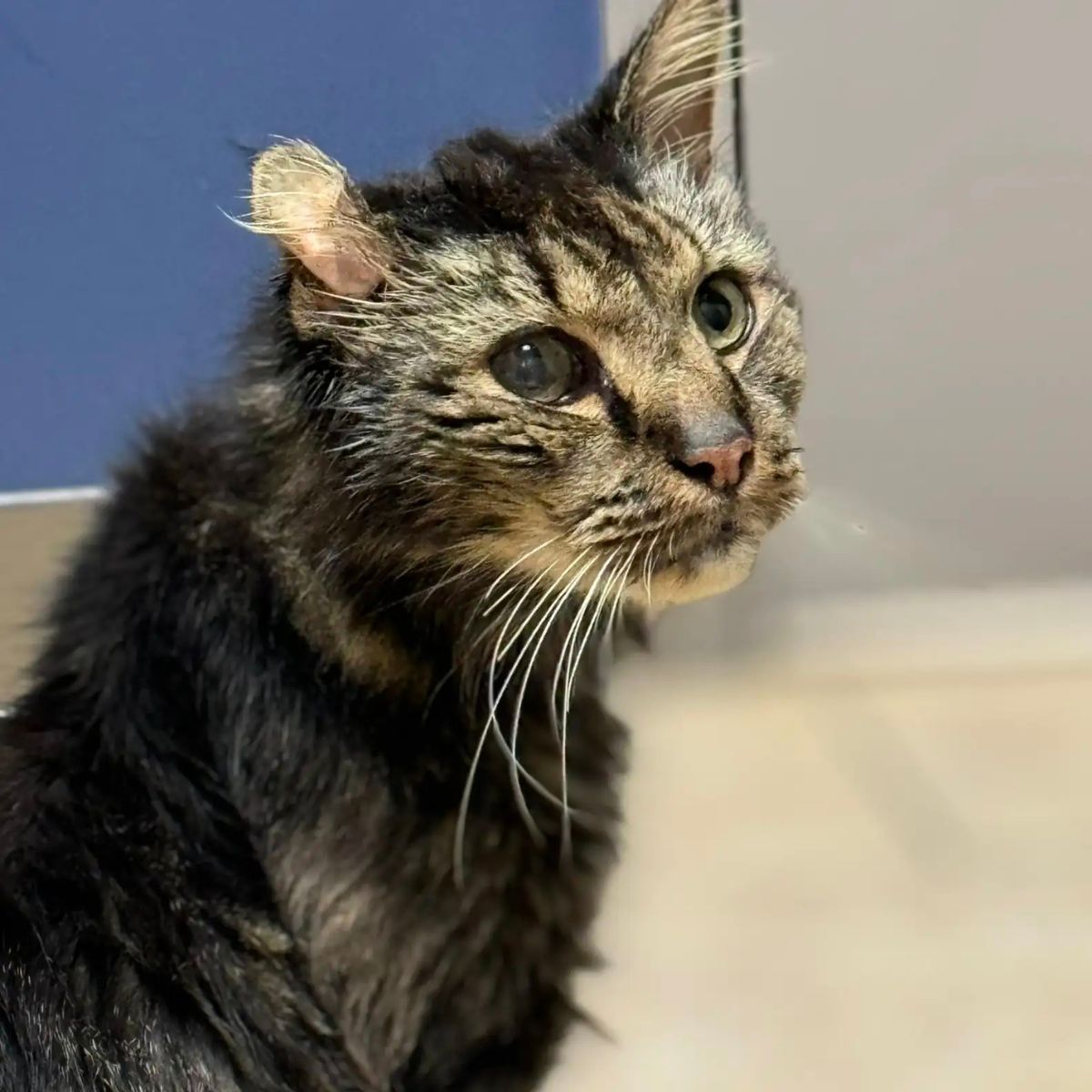 sad senior cat