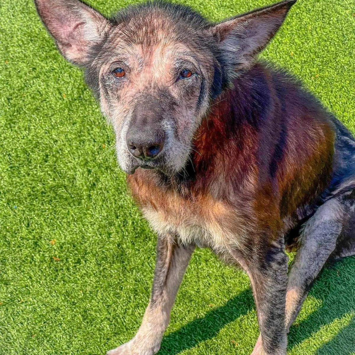 sad senior dog