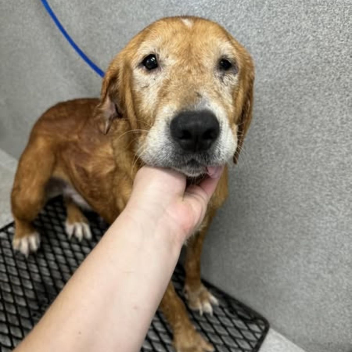 sad shelter dog
