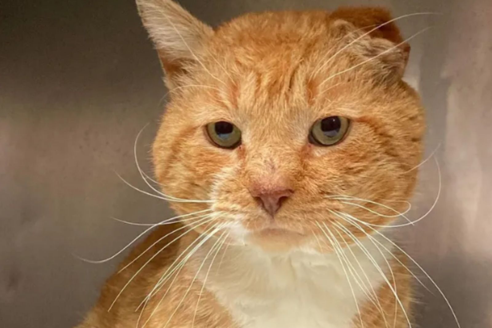 sad street cat face