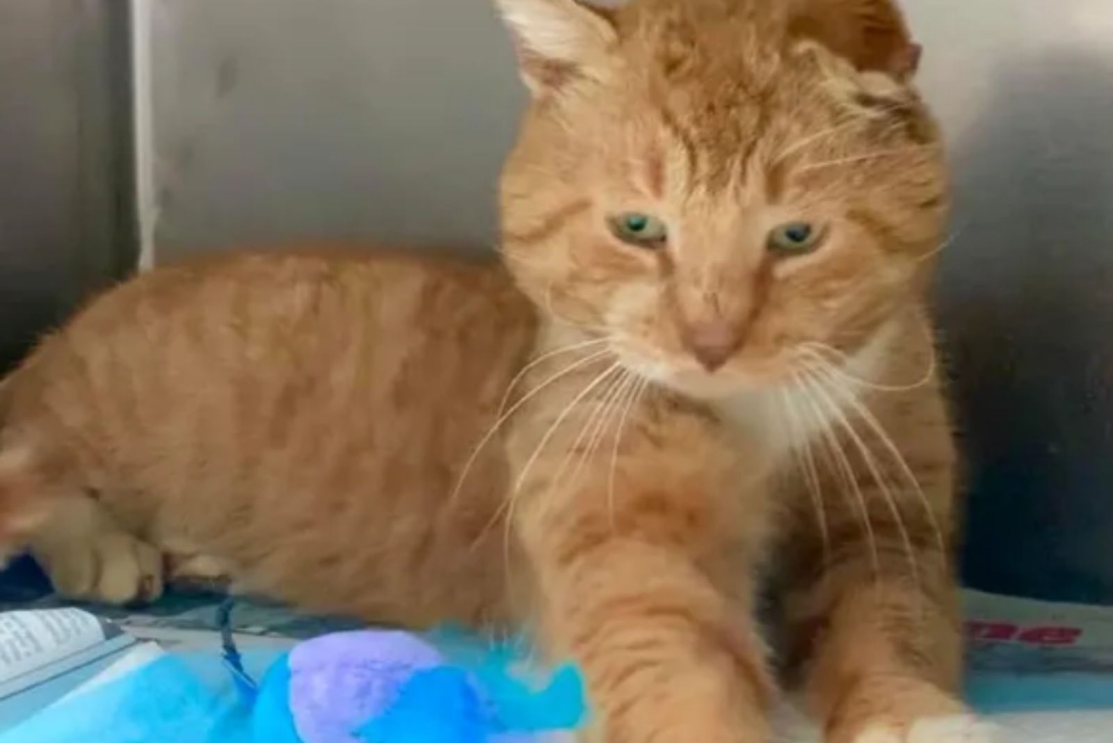 sad street cat
