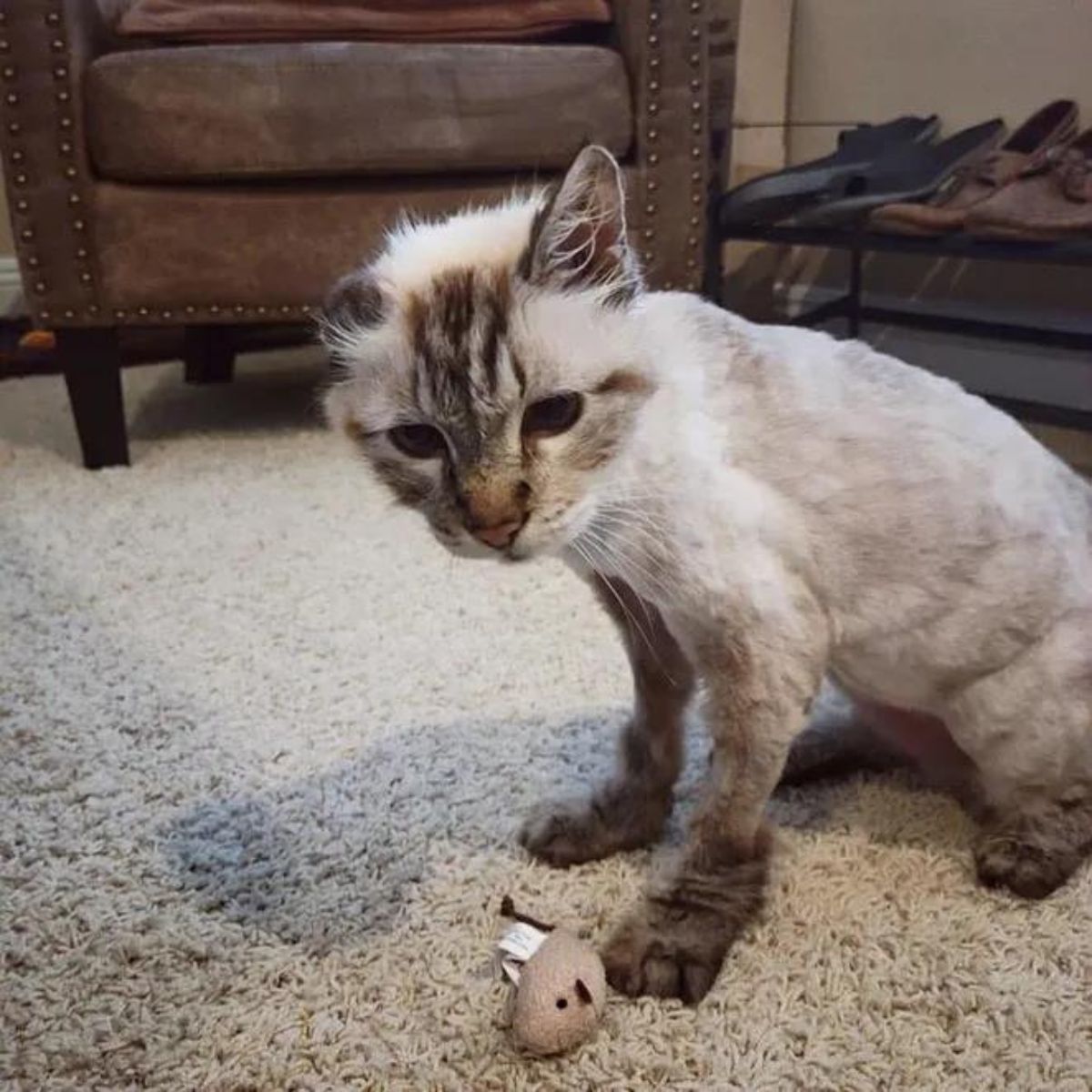 sad tiny cat with toy
