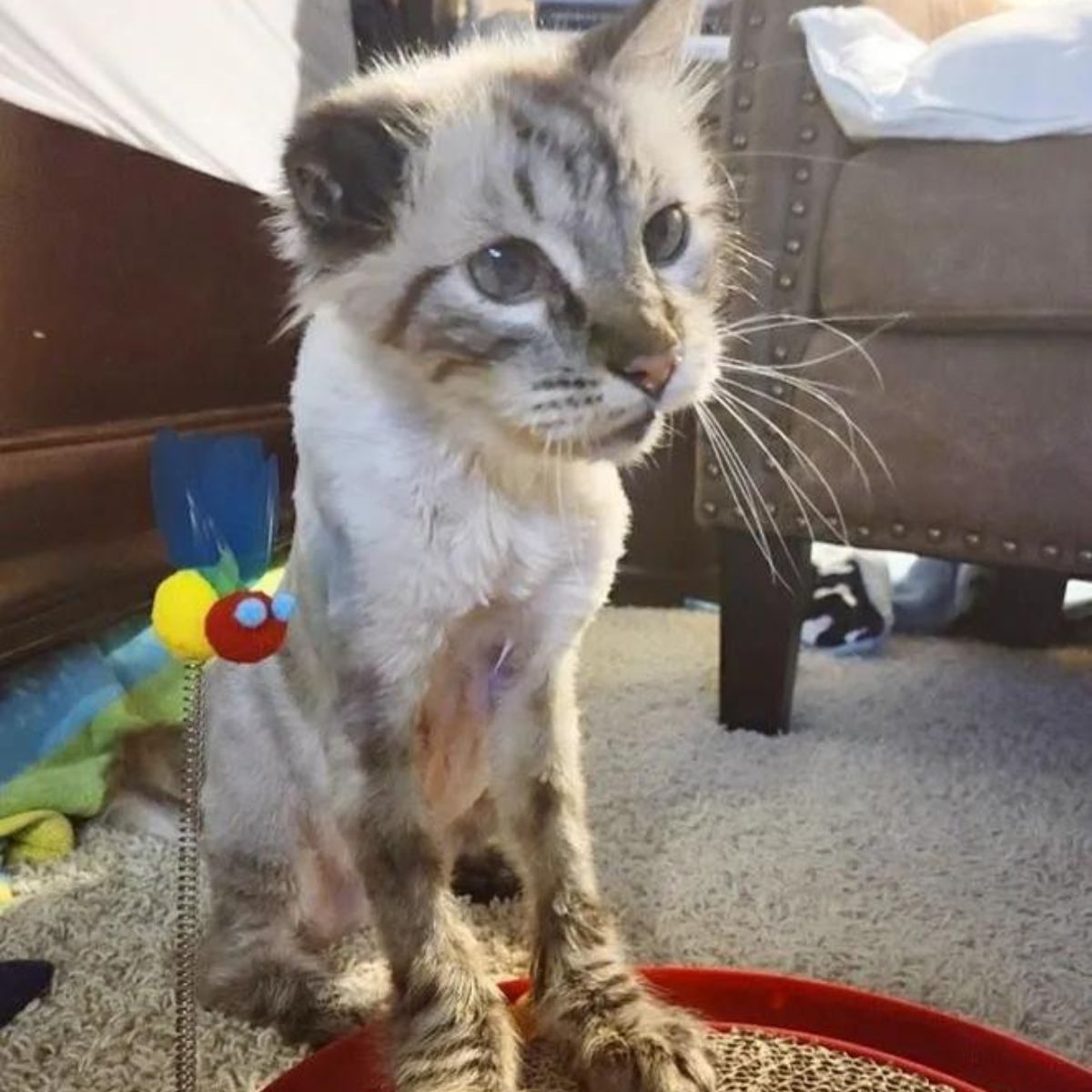 sad tiny cat