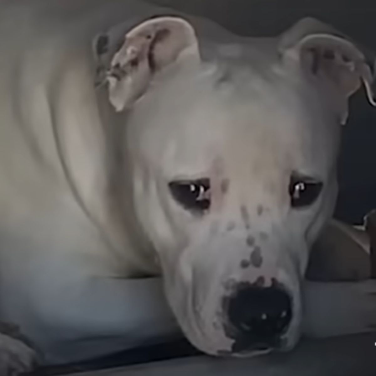 sad white dog