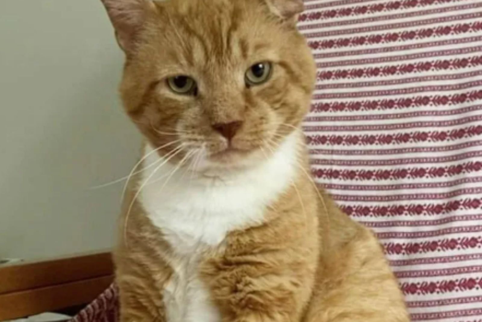 satisfied face of an adopted cat