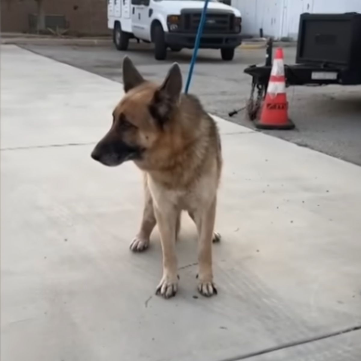 scared and sad dog