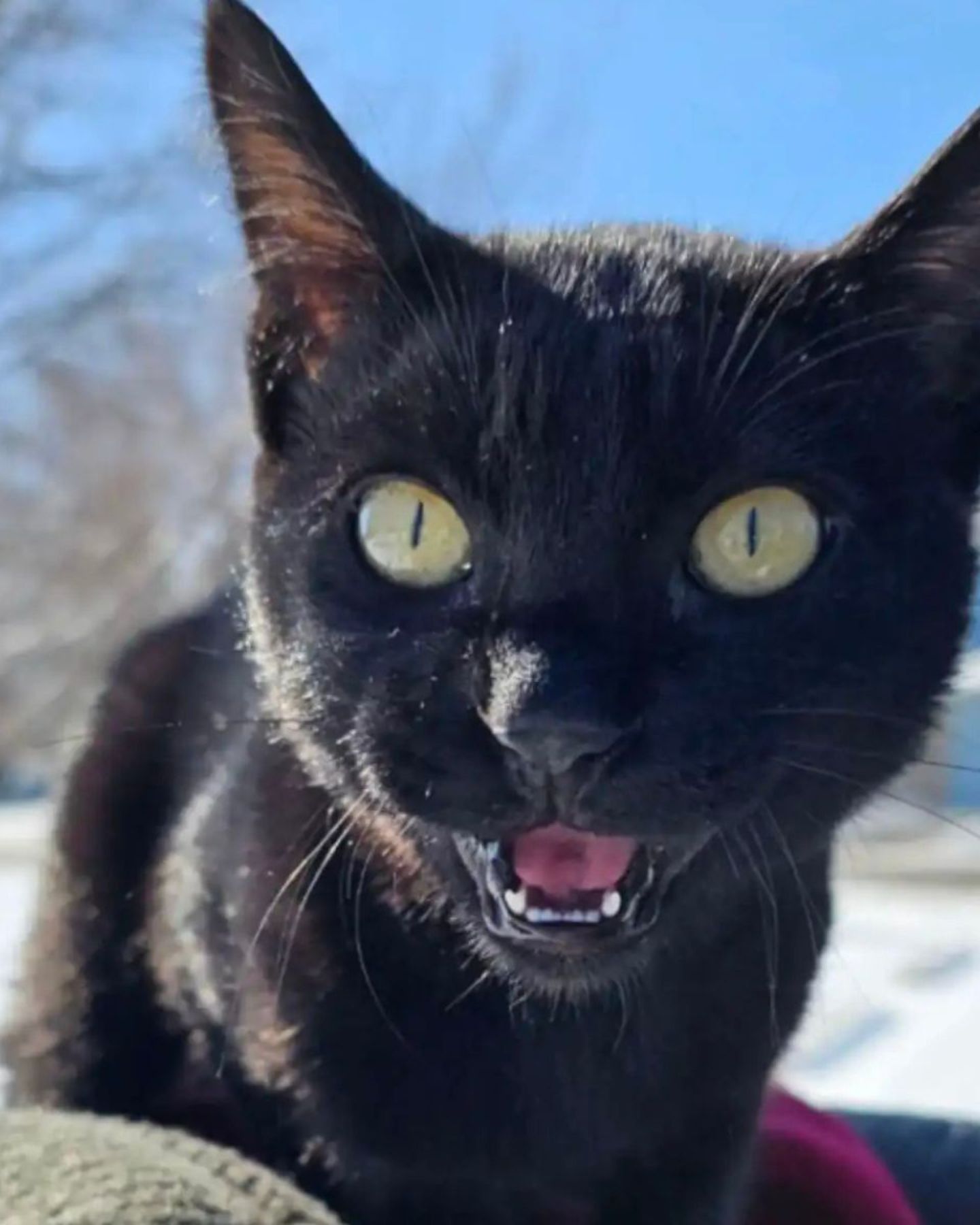 scared black cat