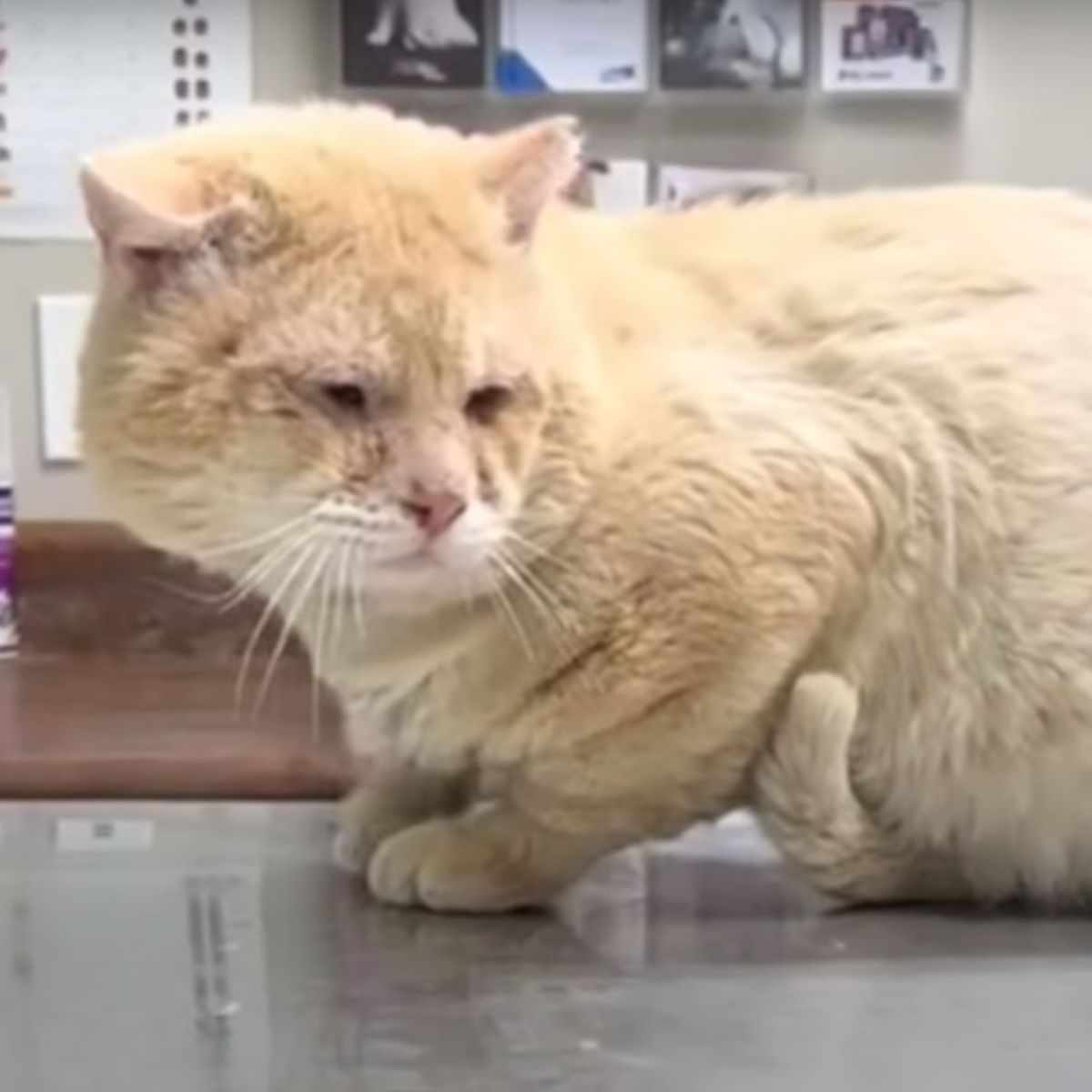 scared cat