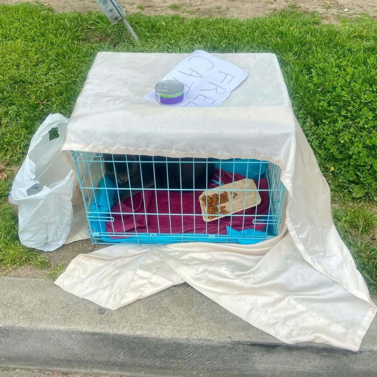 scared cat in the carrier