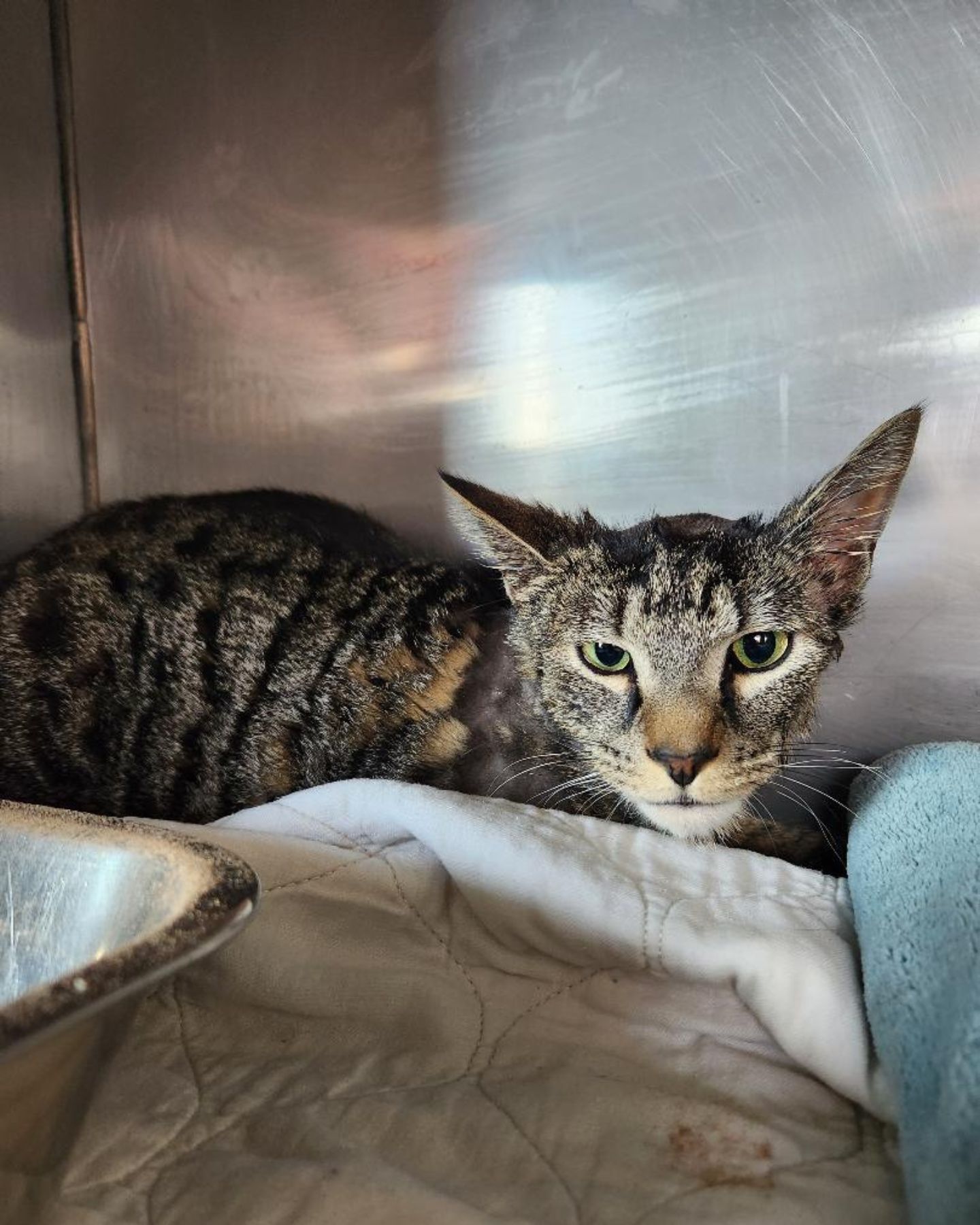 scared cat is recovering