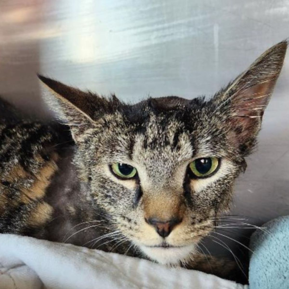 scared cat was saved