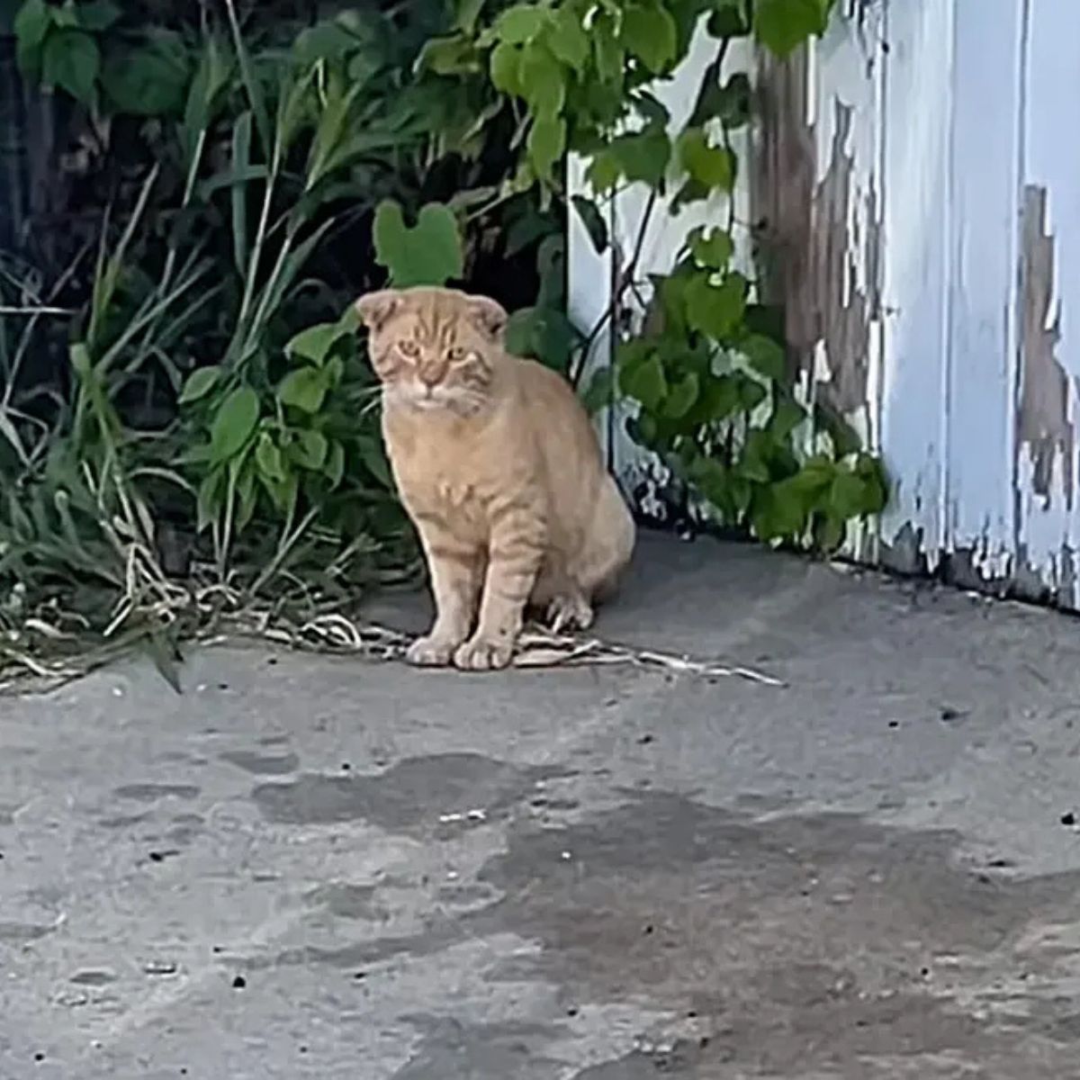 scared cat