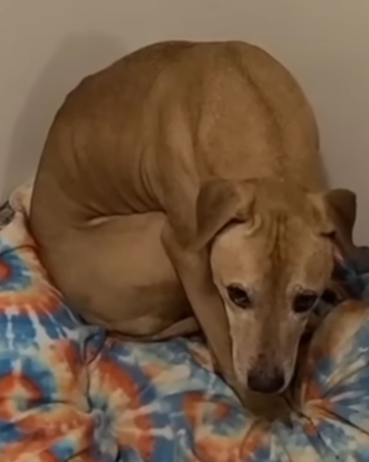 scared dog
