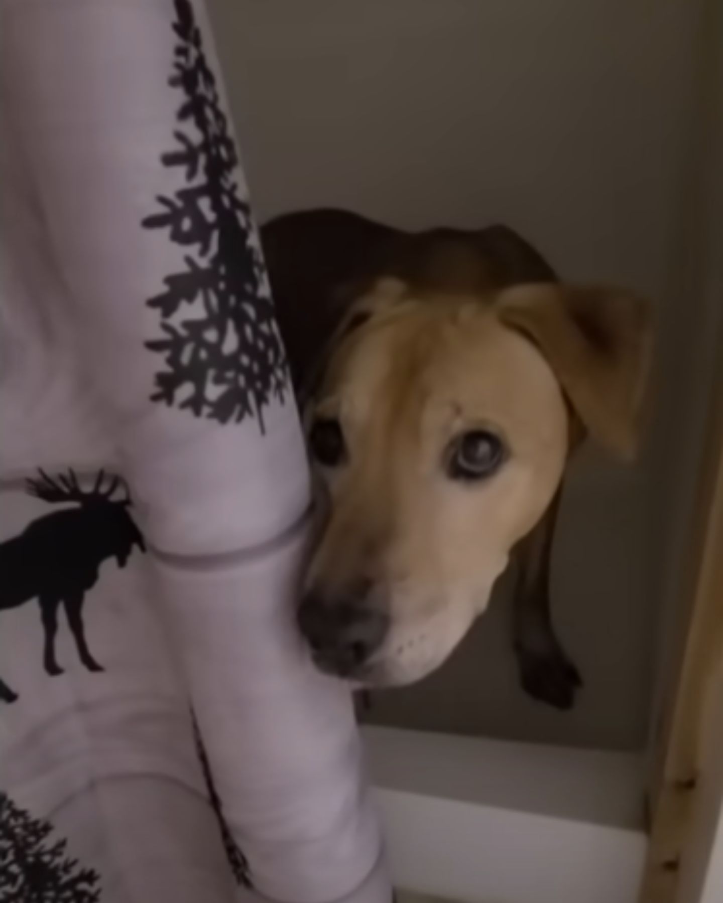 scared dog looking at the camera