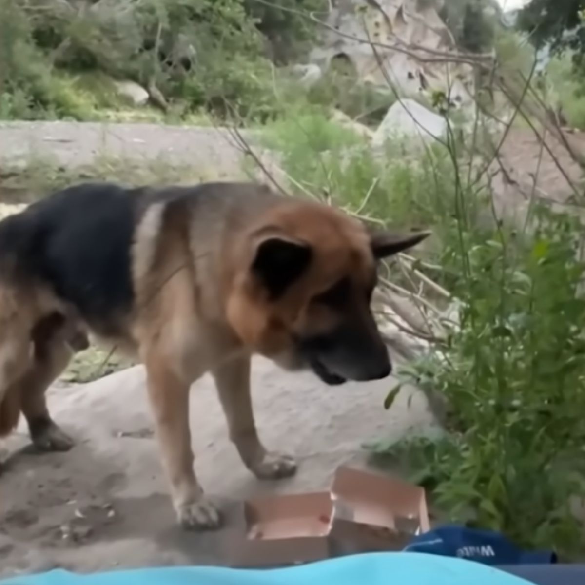 scared dogs face