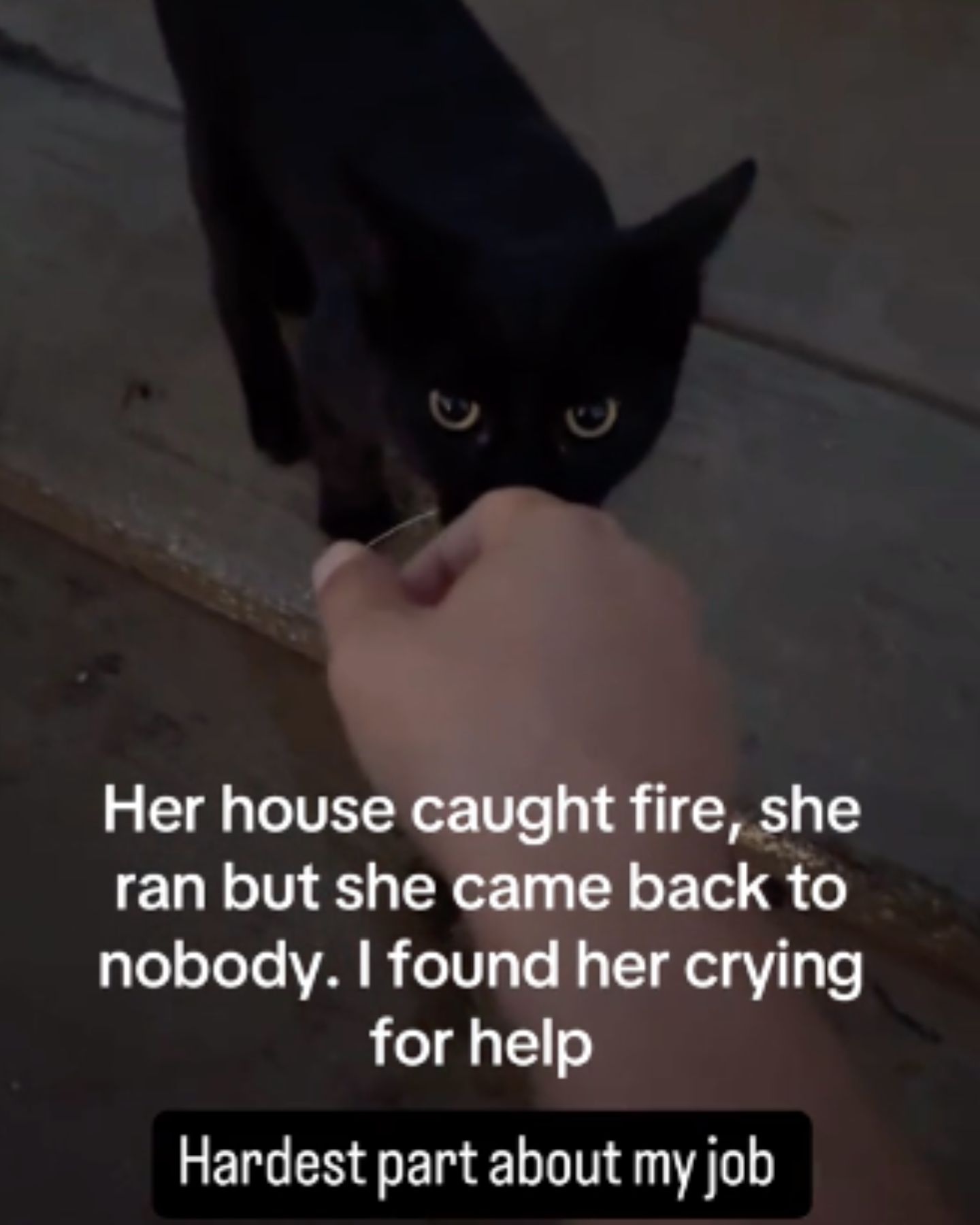 scared eyes od black cat