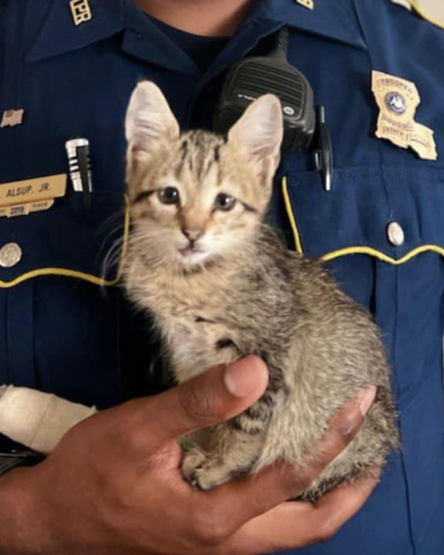 scared kitten in the hand of a policeman