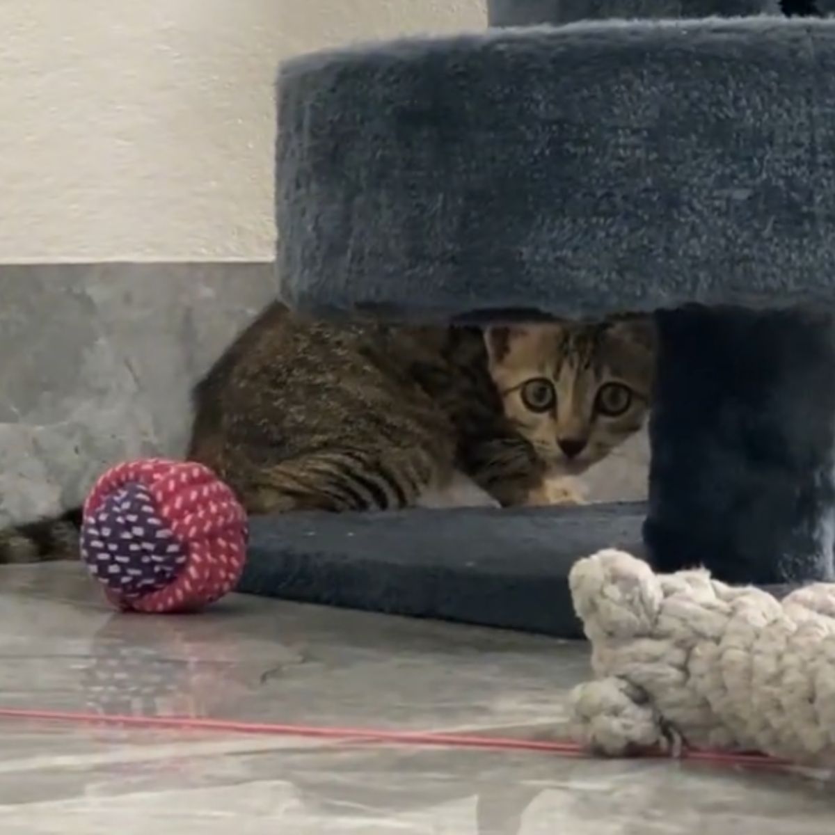 scared kitten indoors