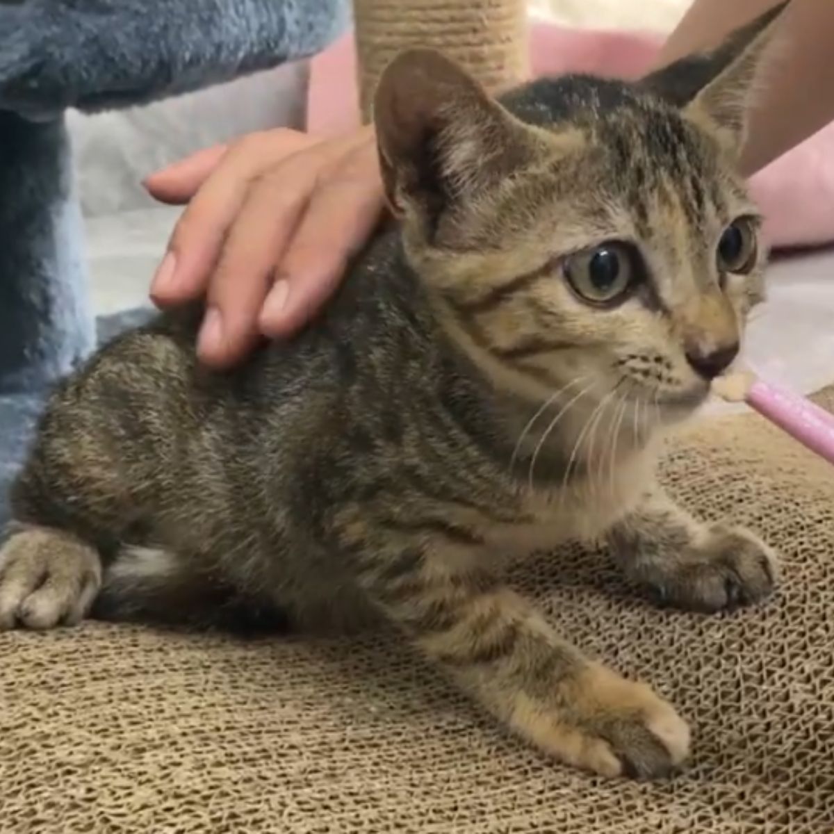 scared kitten