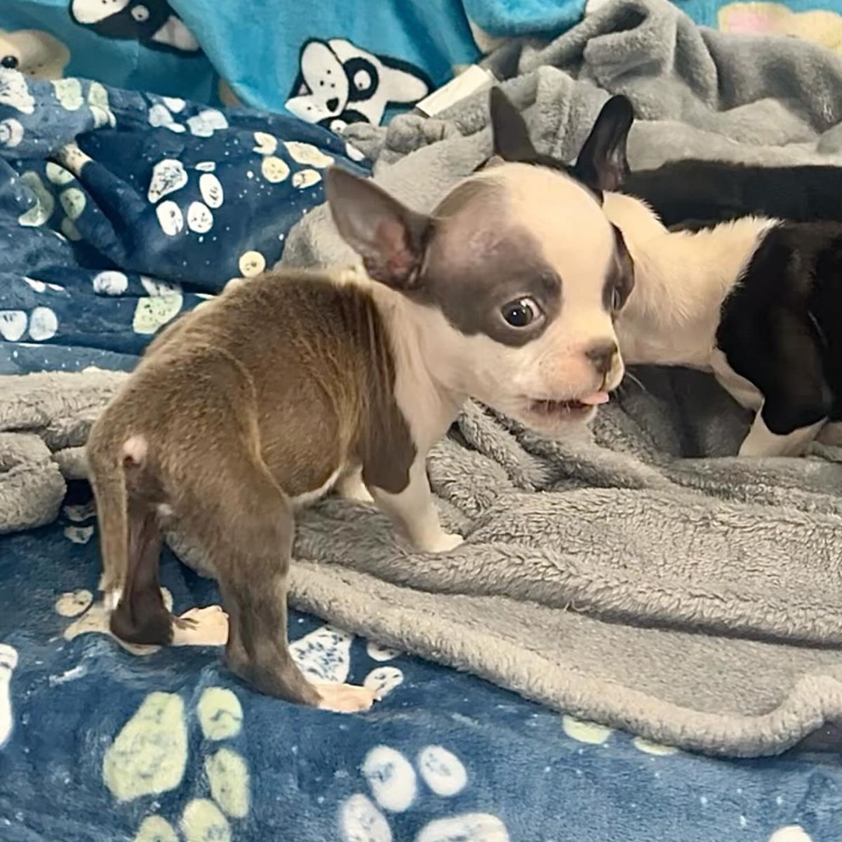 scared little dog