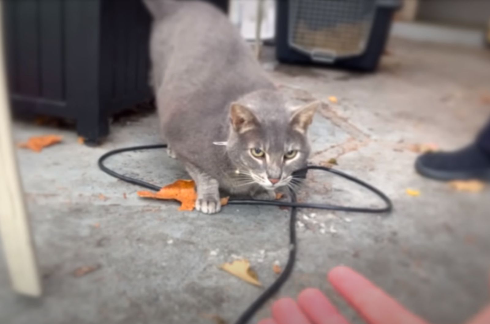scared lost kitty