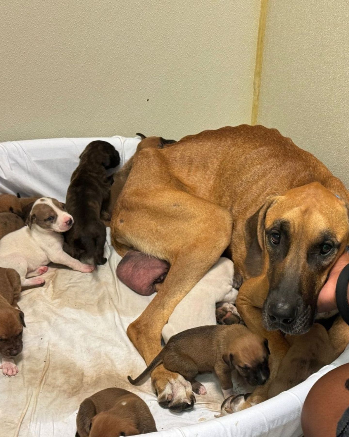 scared mom dog with puppies