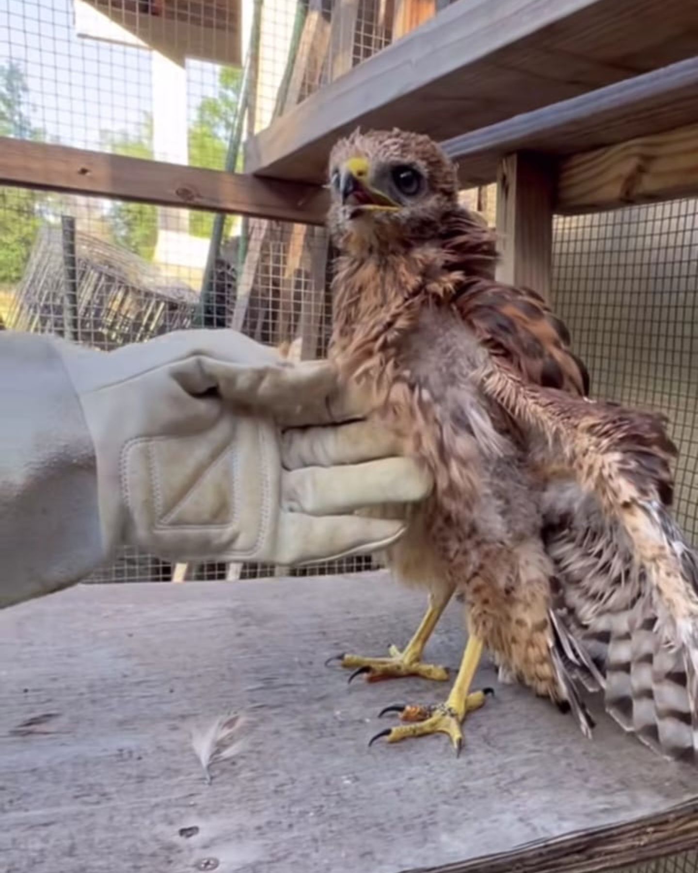 scared owl