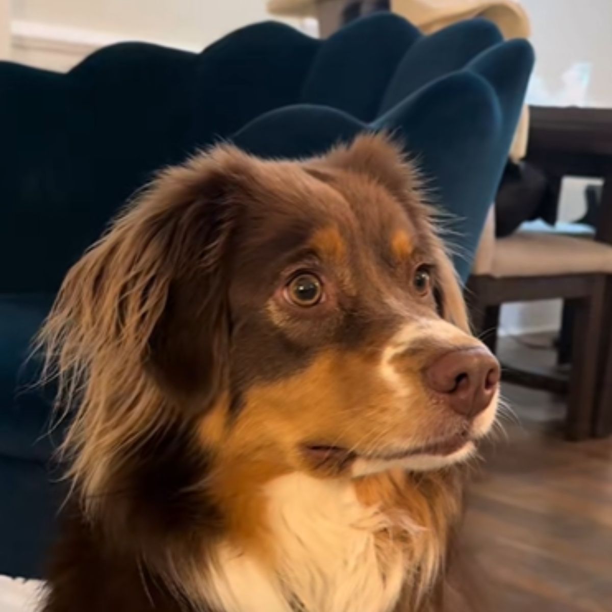 scared pup