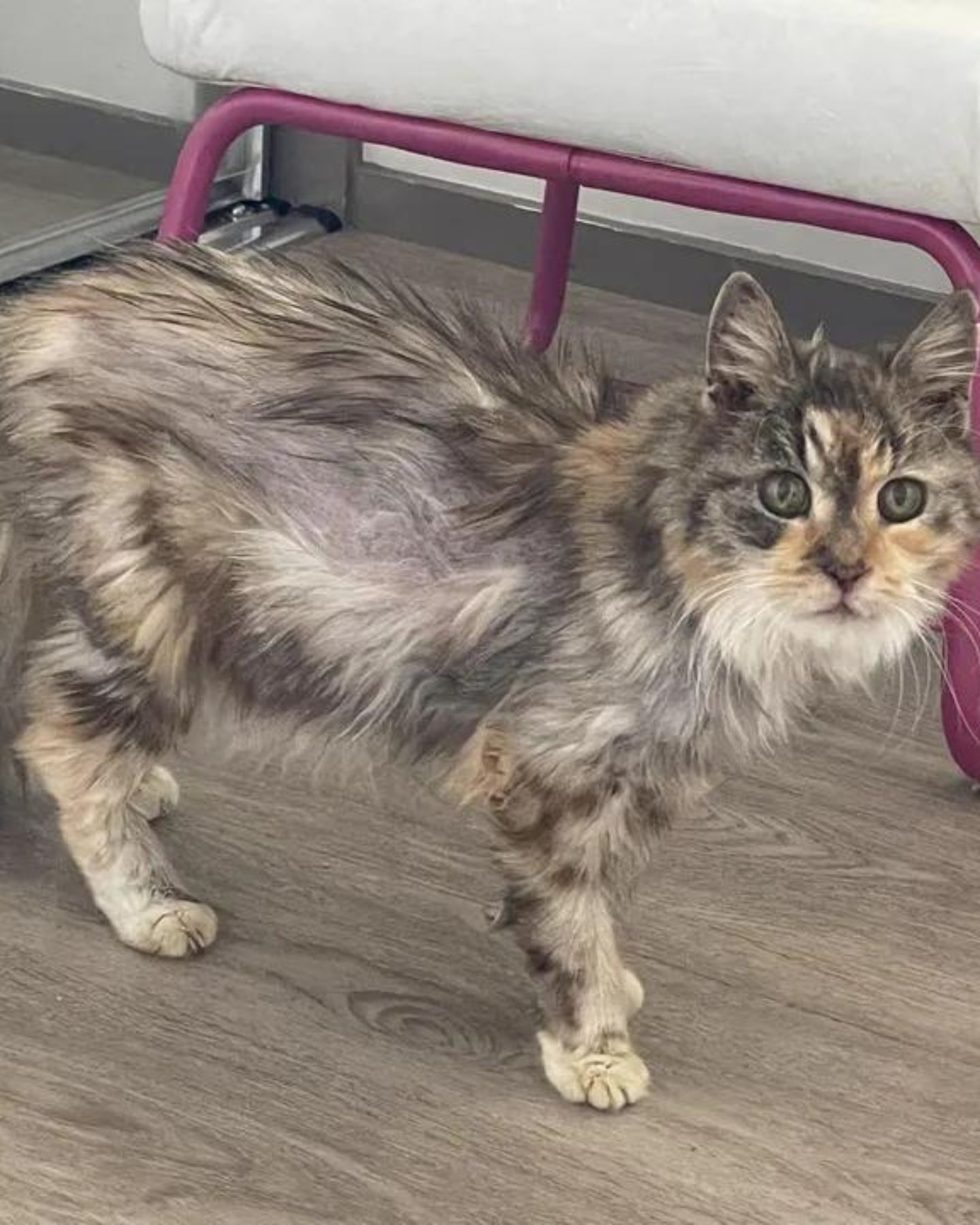 scared senior cat