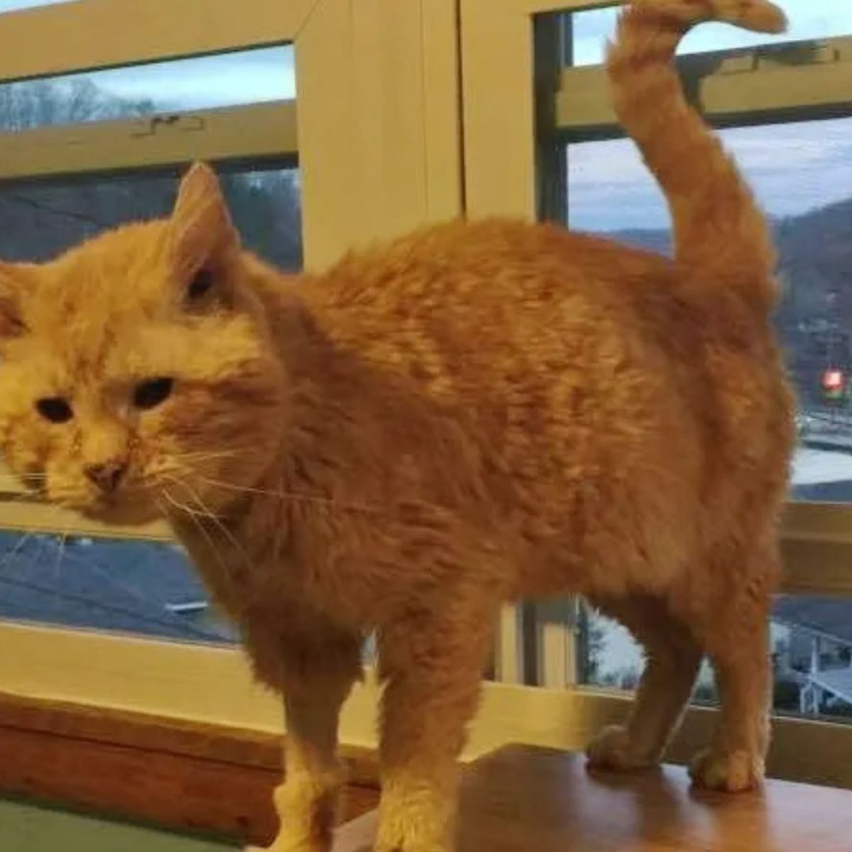 scared street cat