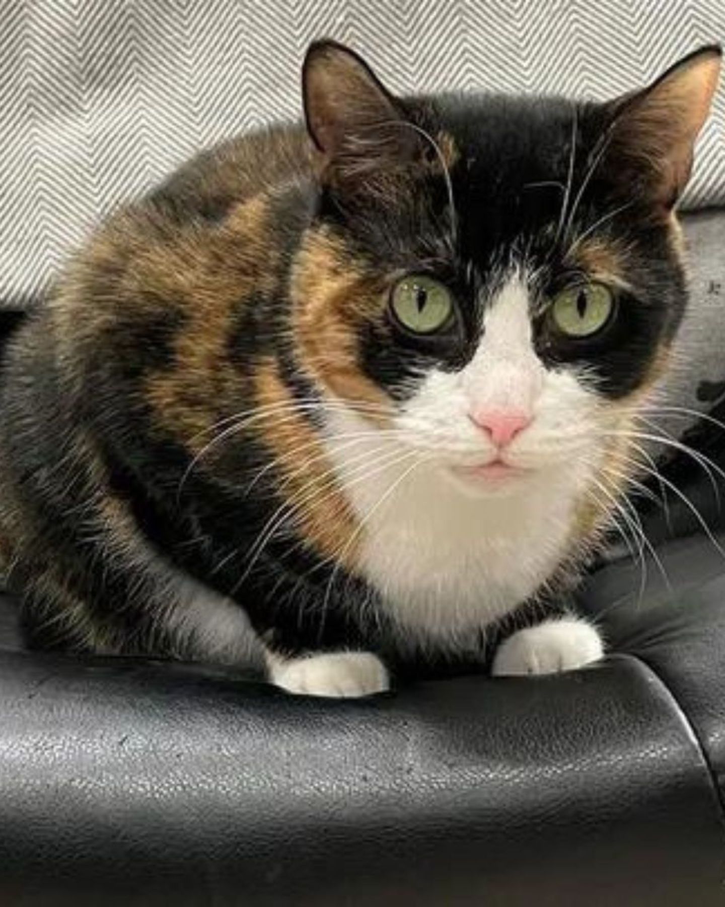 scared striped cat