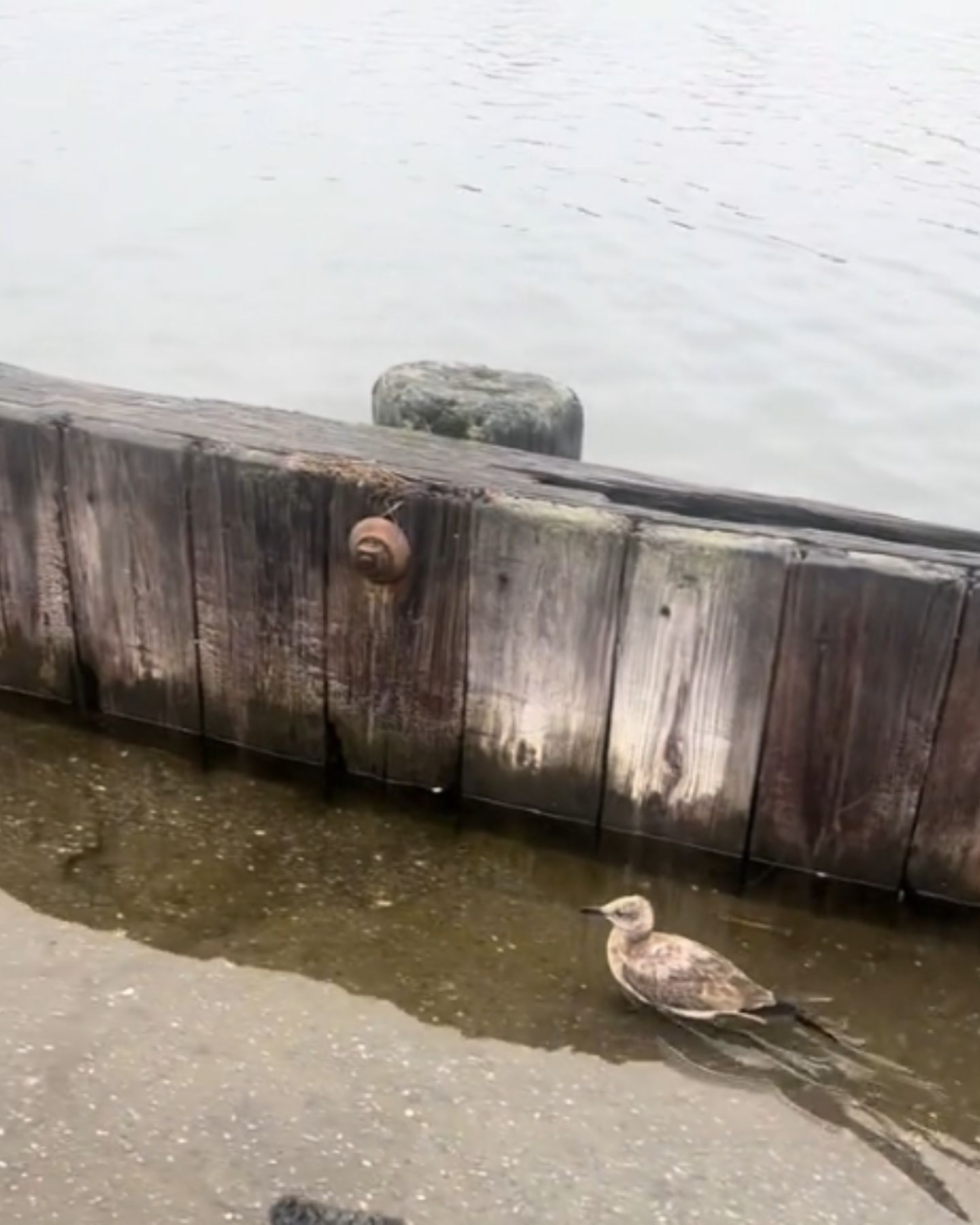 seagull in water