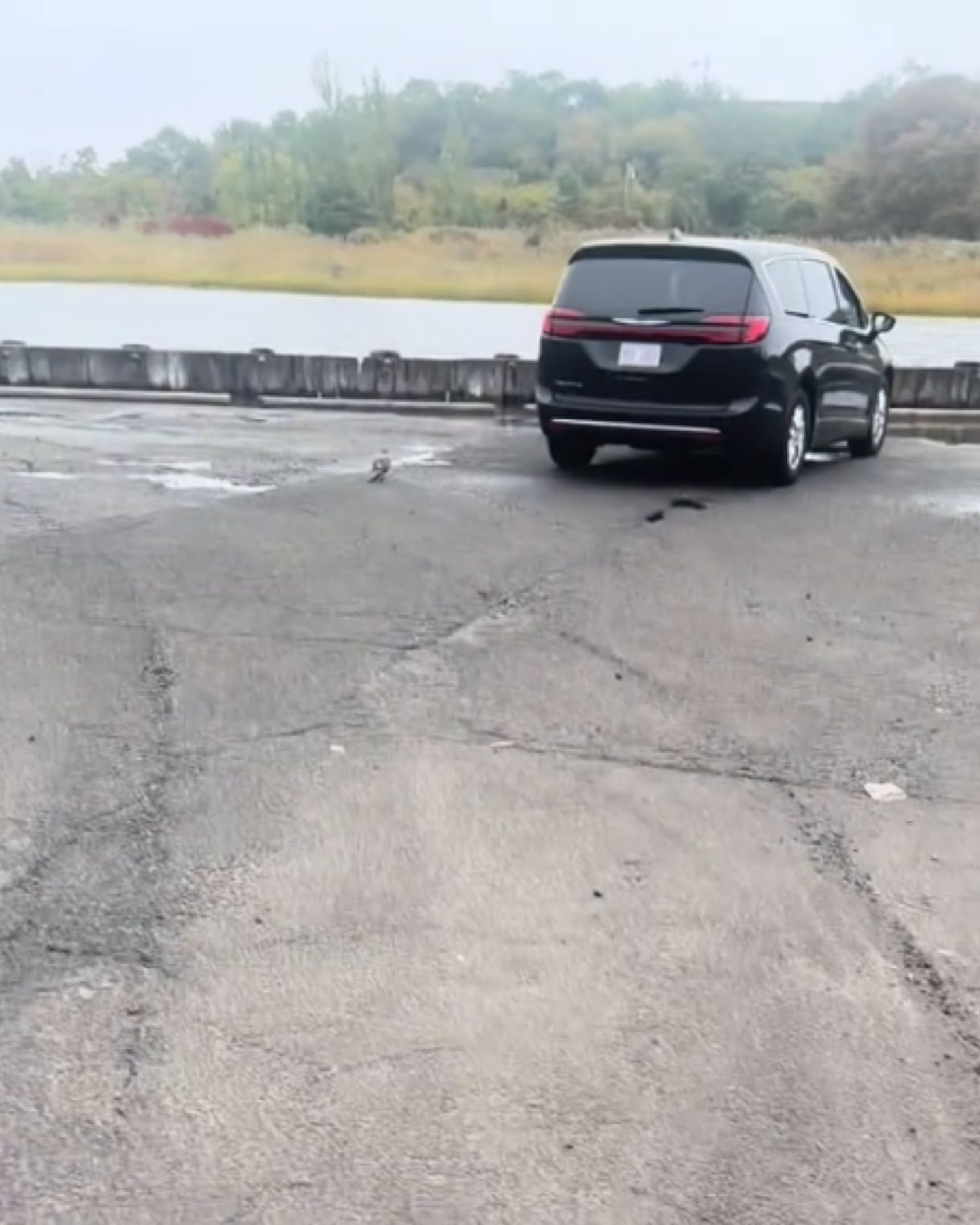 seagull struggling