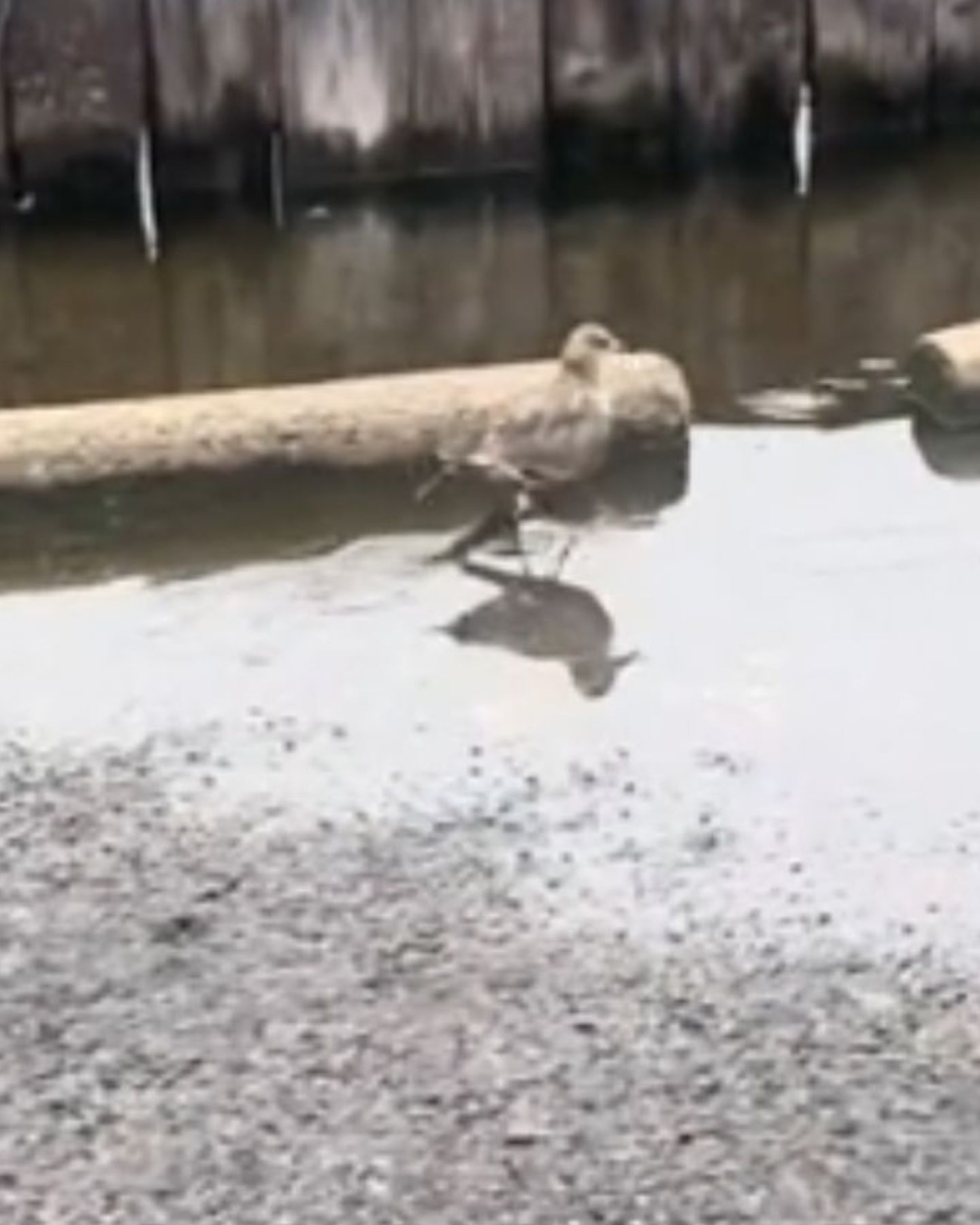 seagull