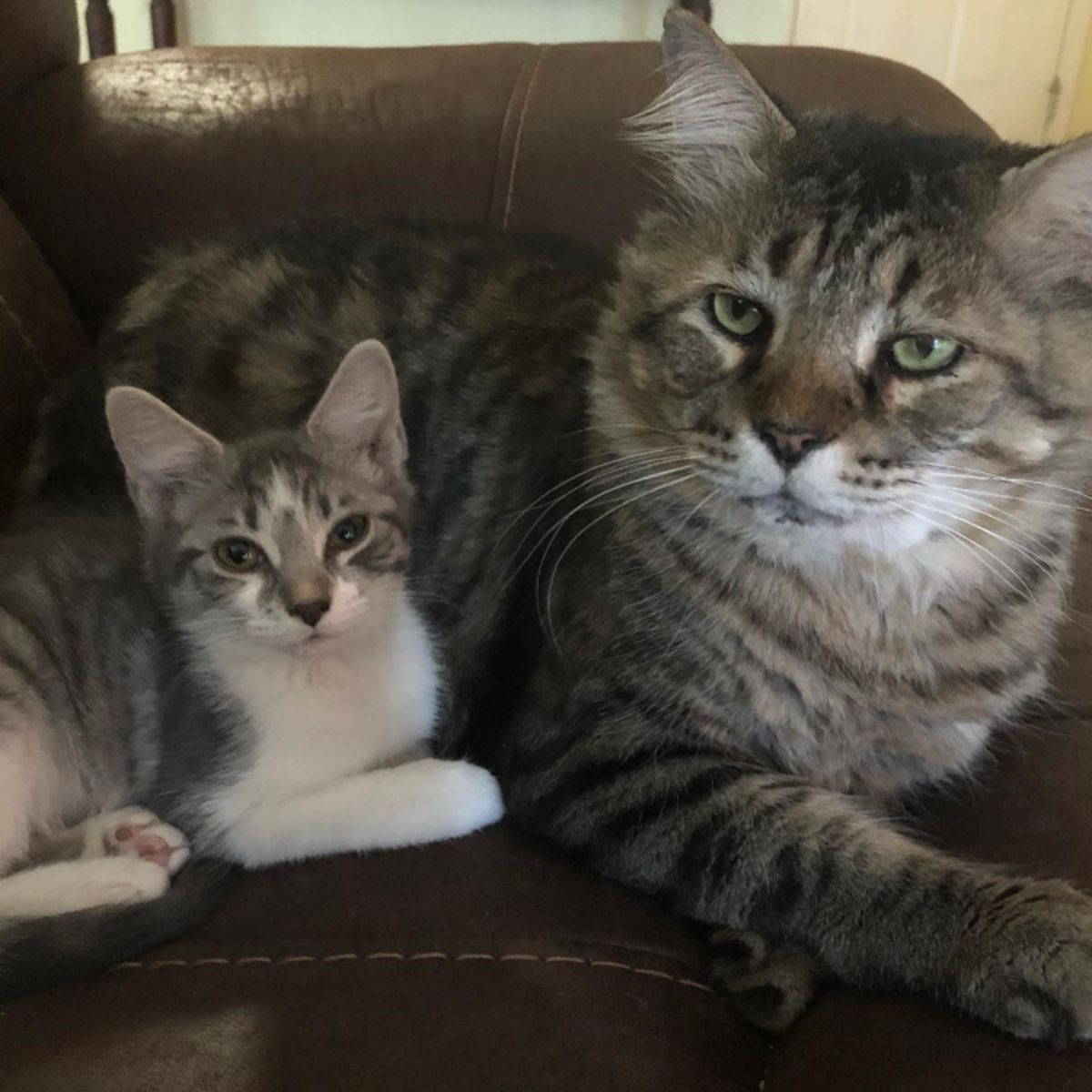 senior cat and little cat