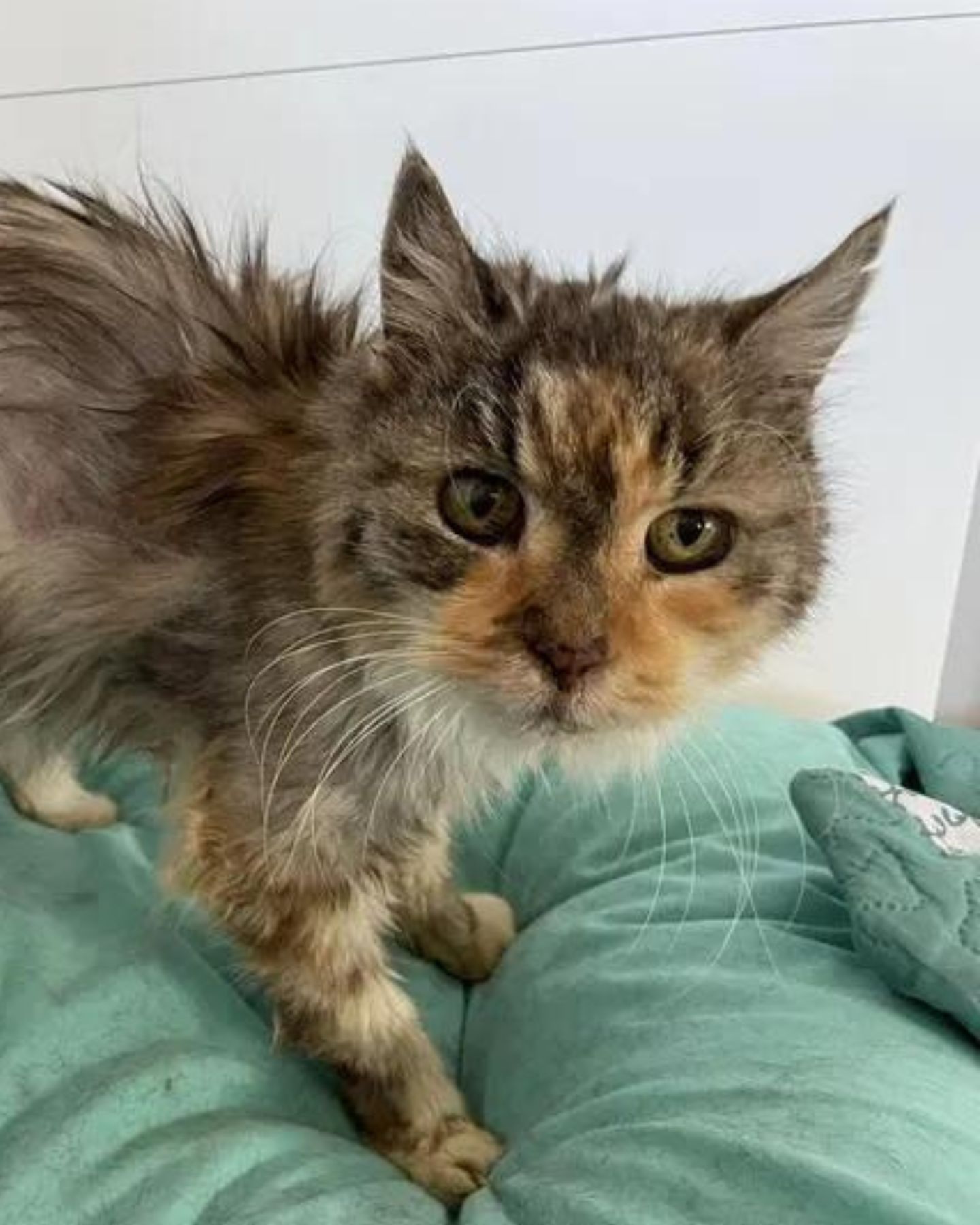 senior cat calming down