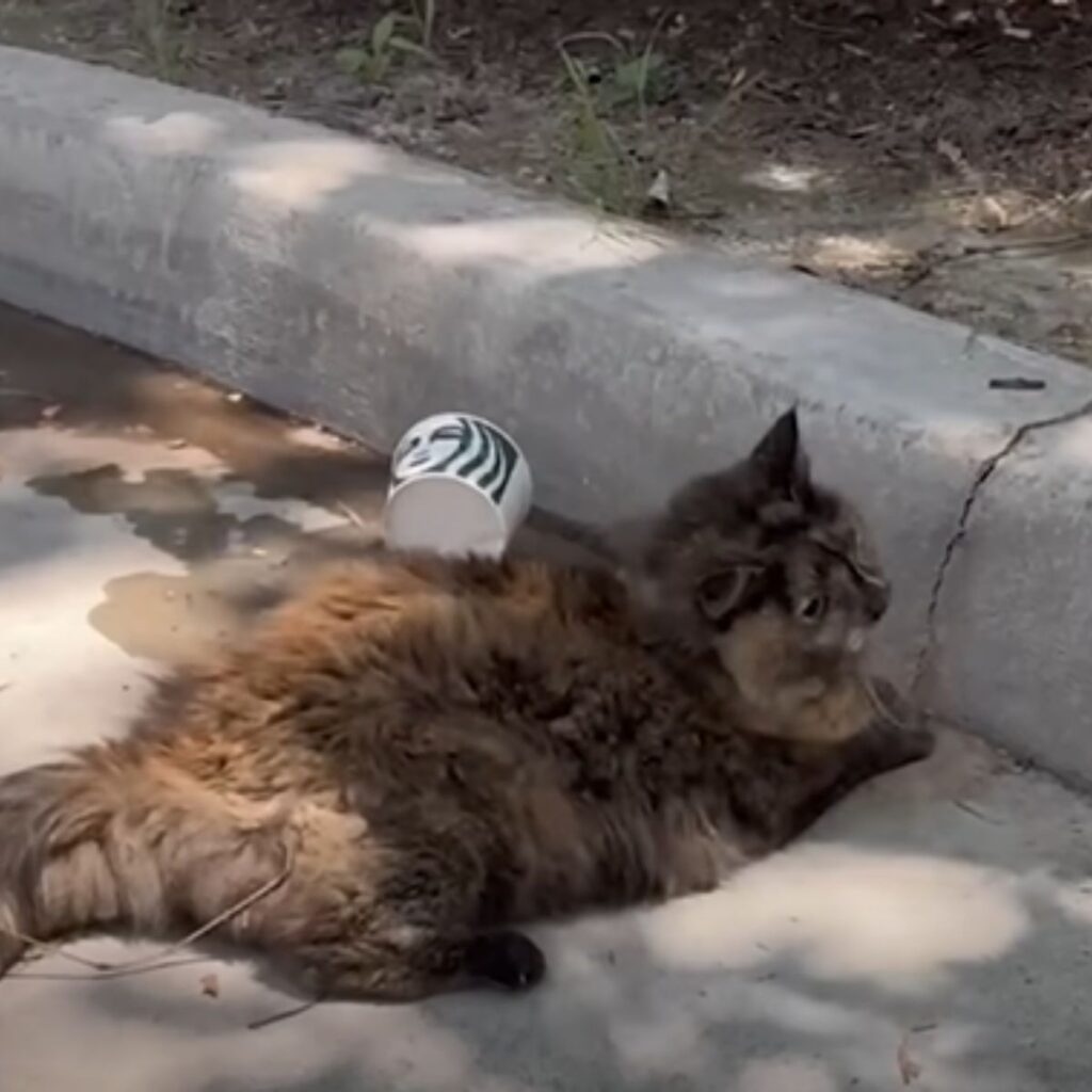 senior cat lying on the street