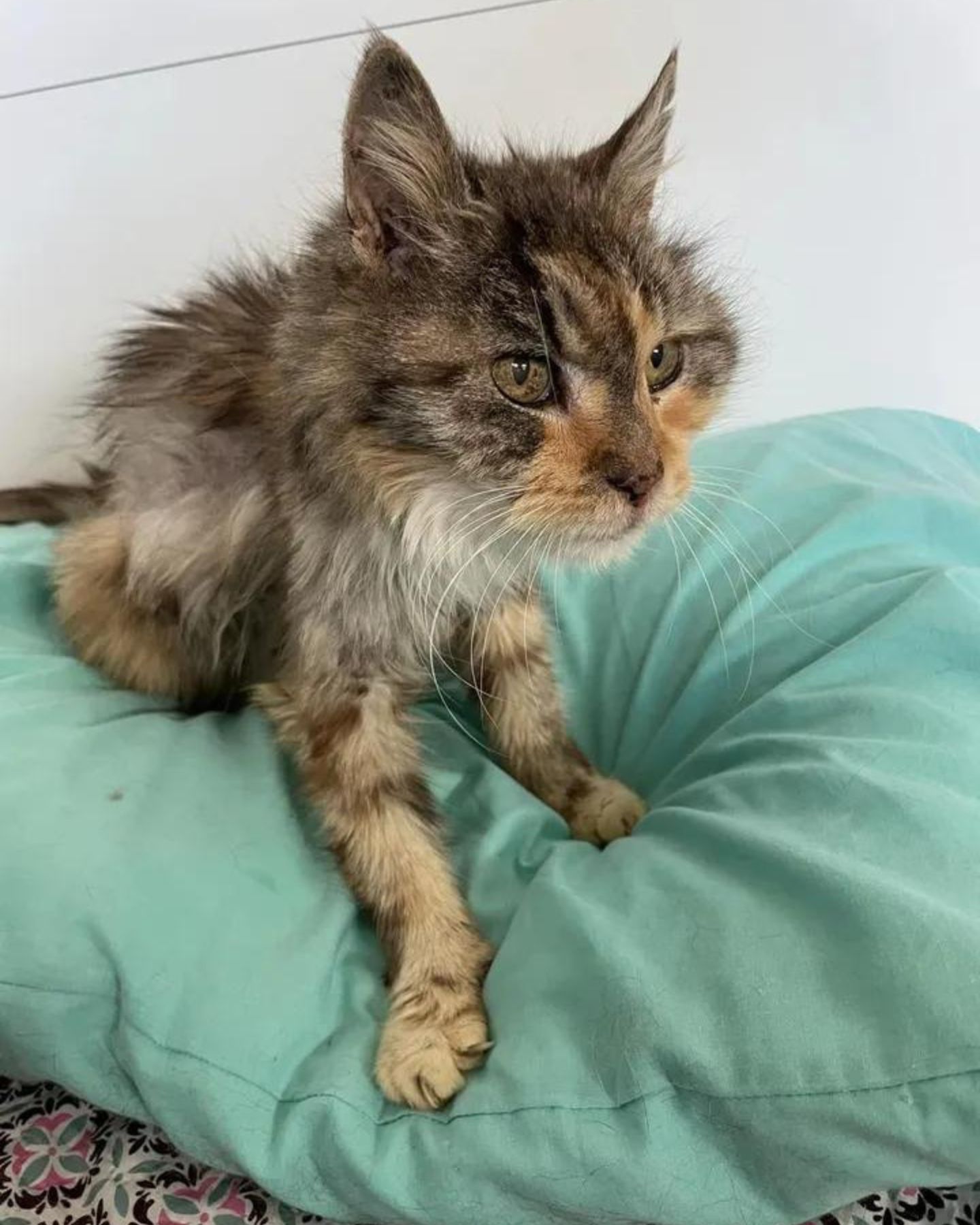 senior cat making biscuits