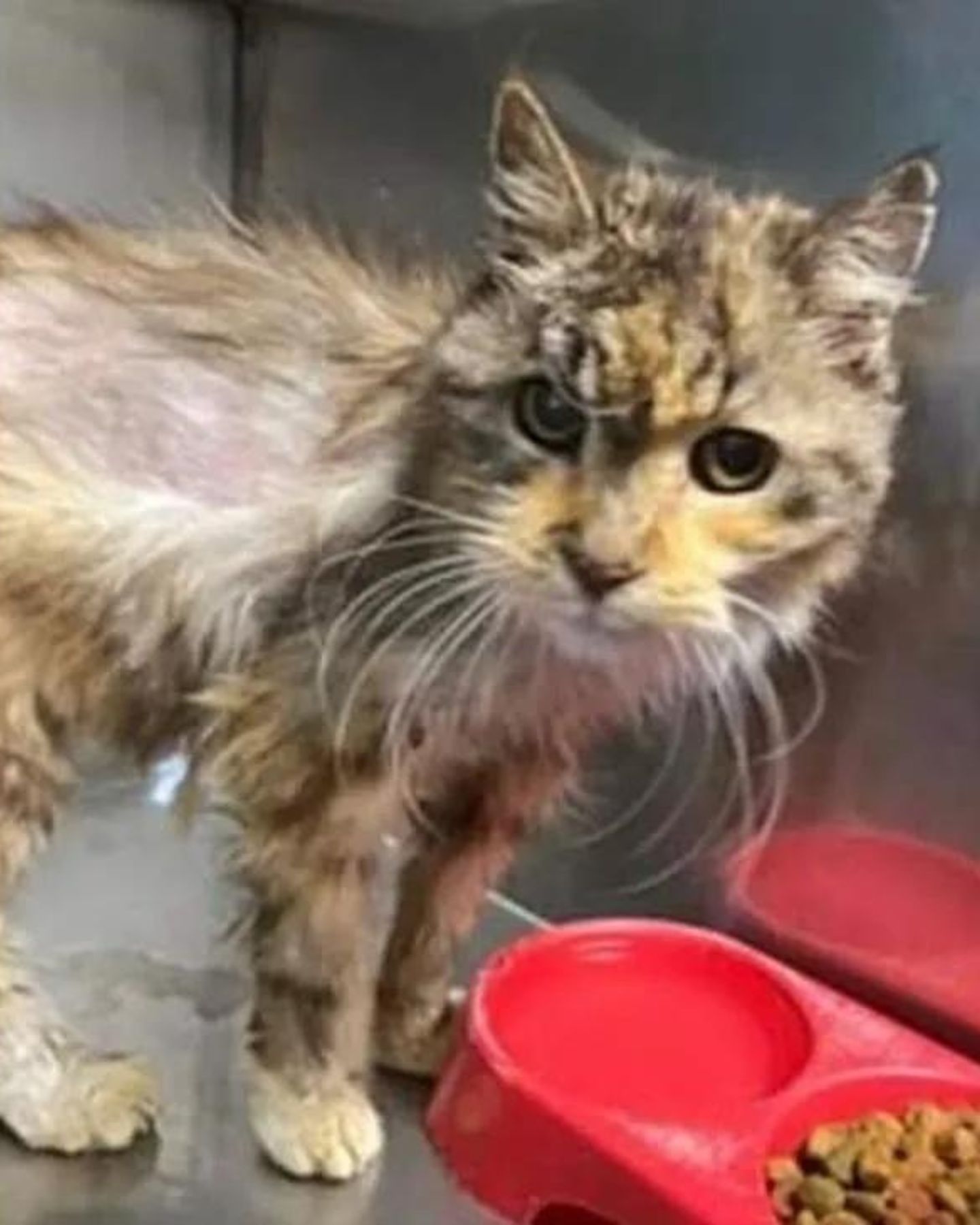 senior cat next to food bowl
