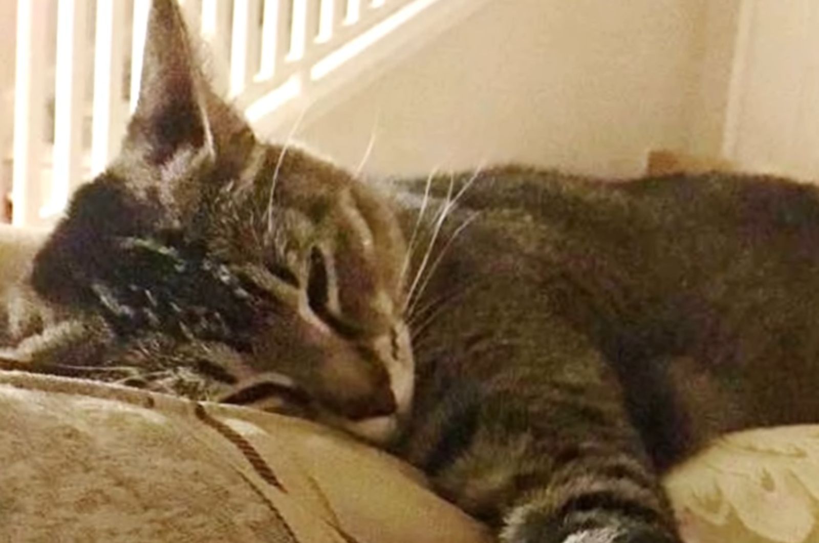senior cat peacfully sleeping