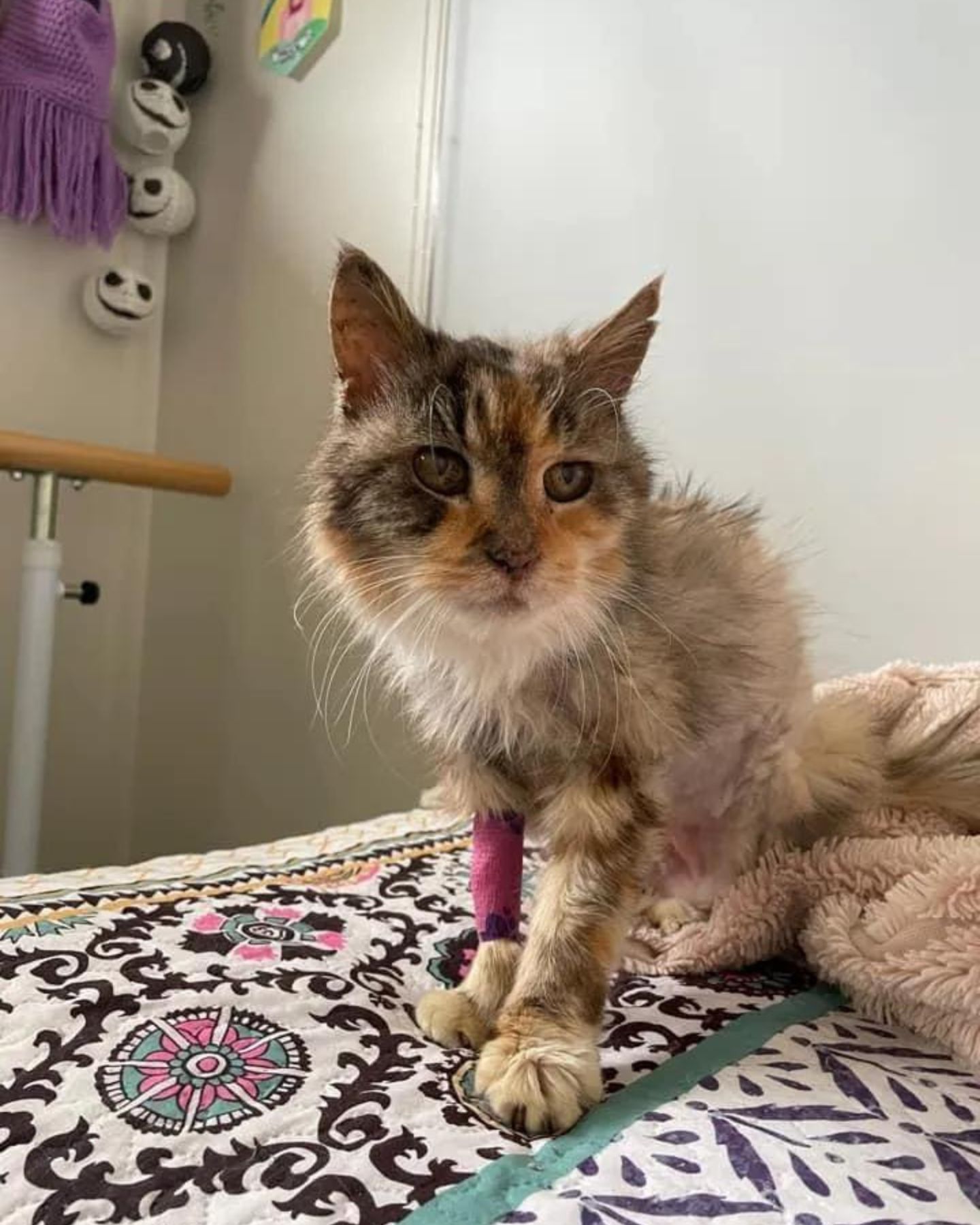 senior cat sitting