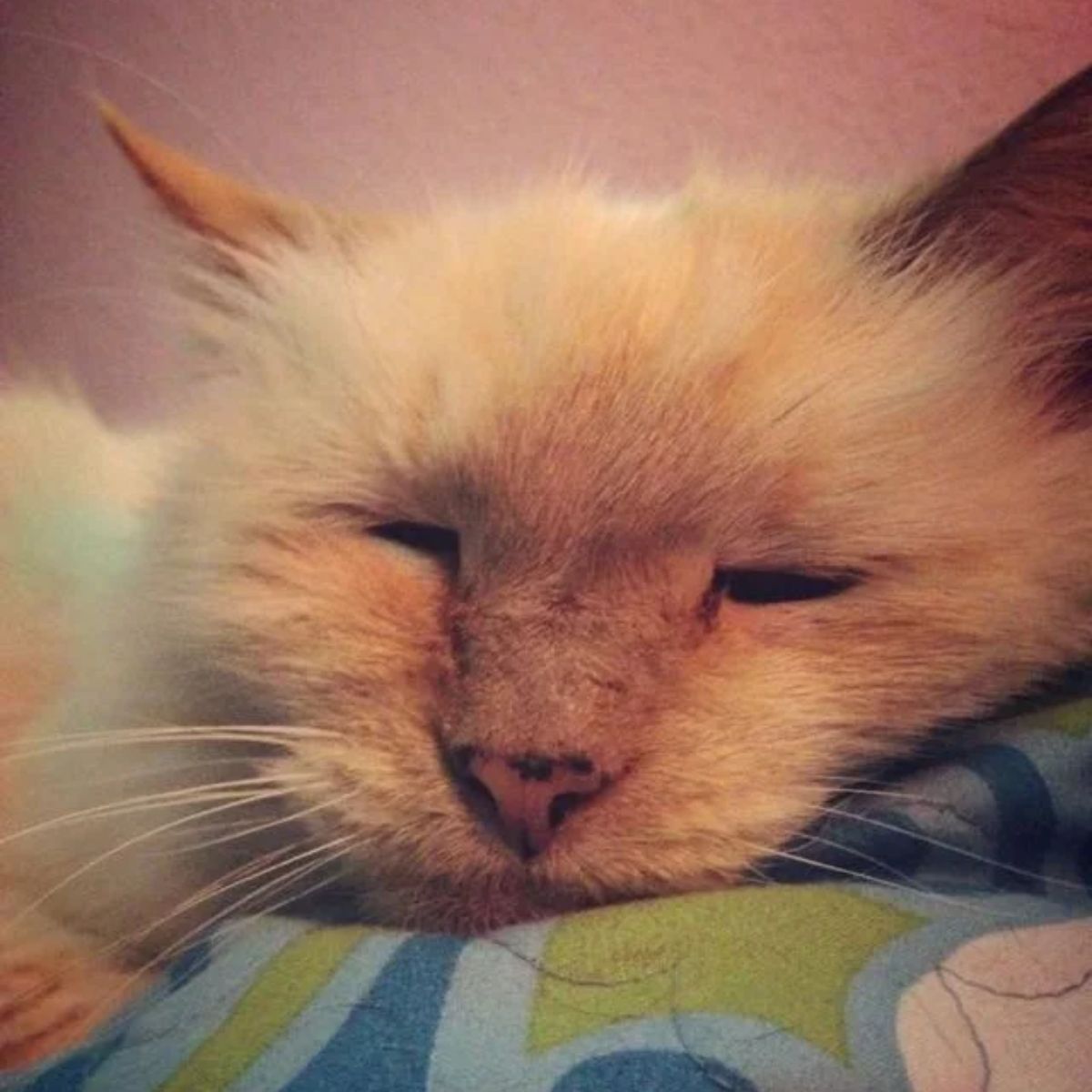senior cat