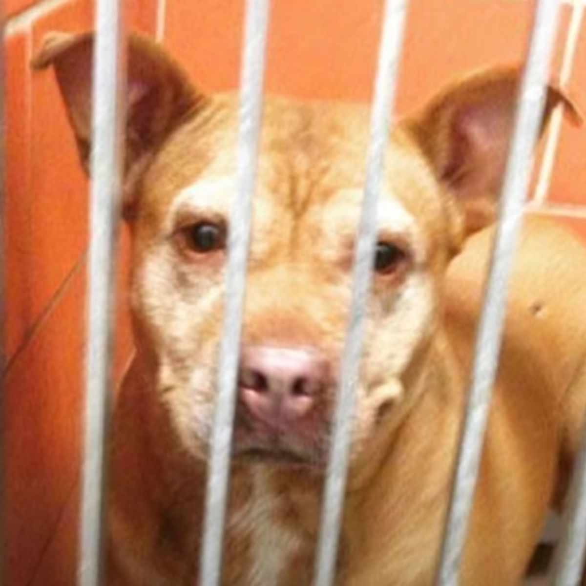 senior dog behind a gate