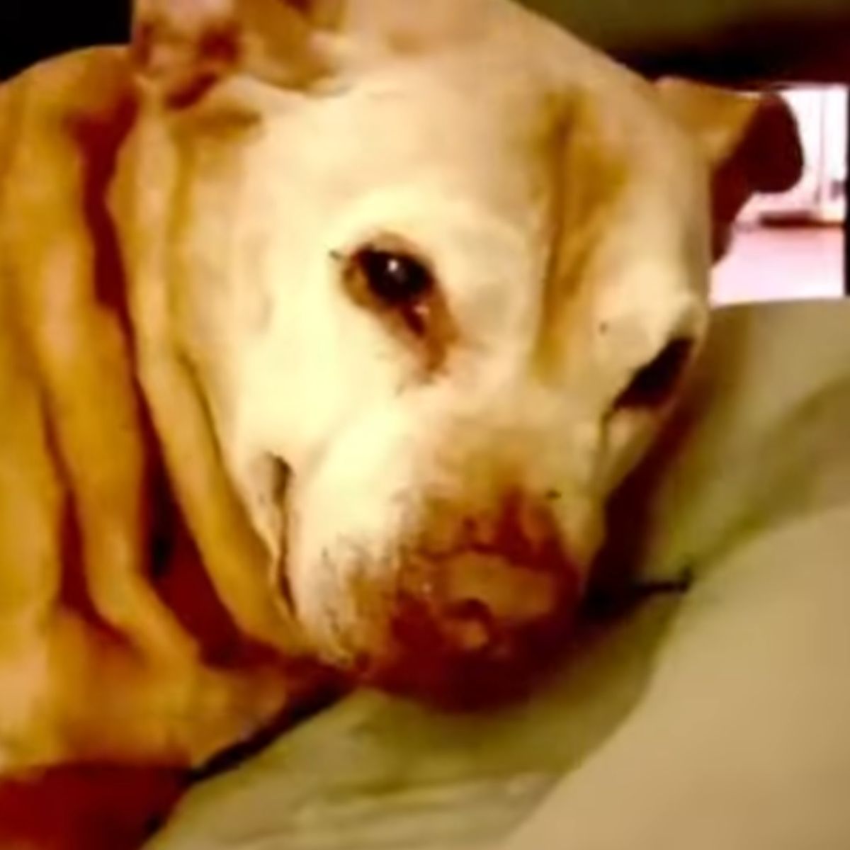 senior dog lying