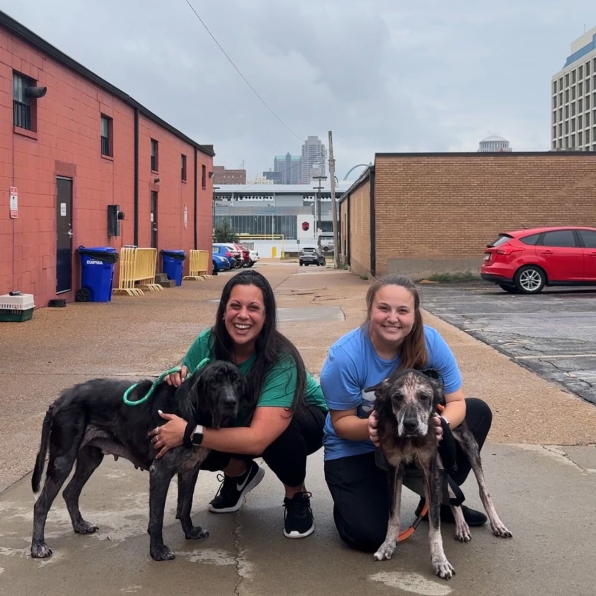 senior dog rescued