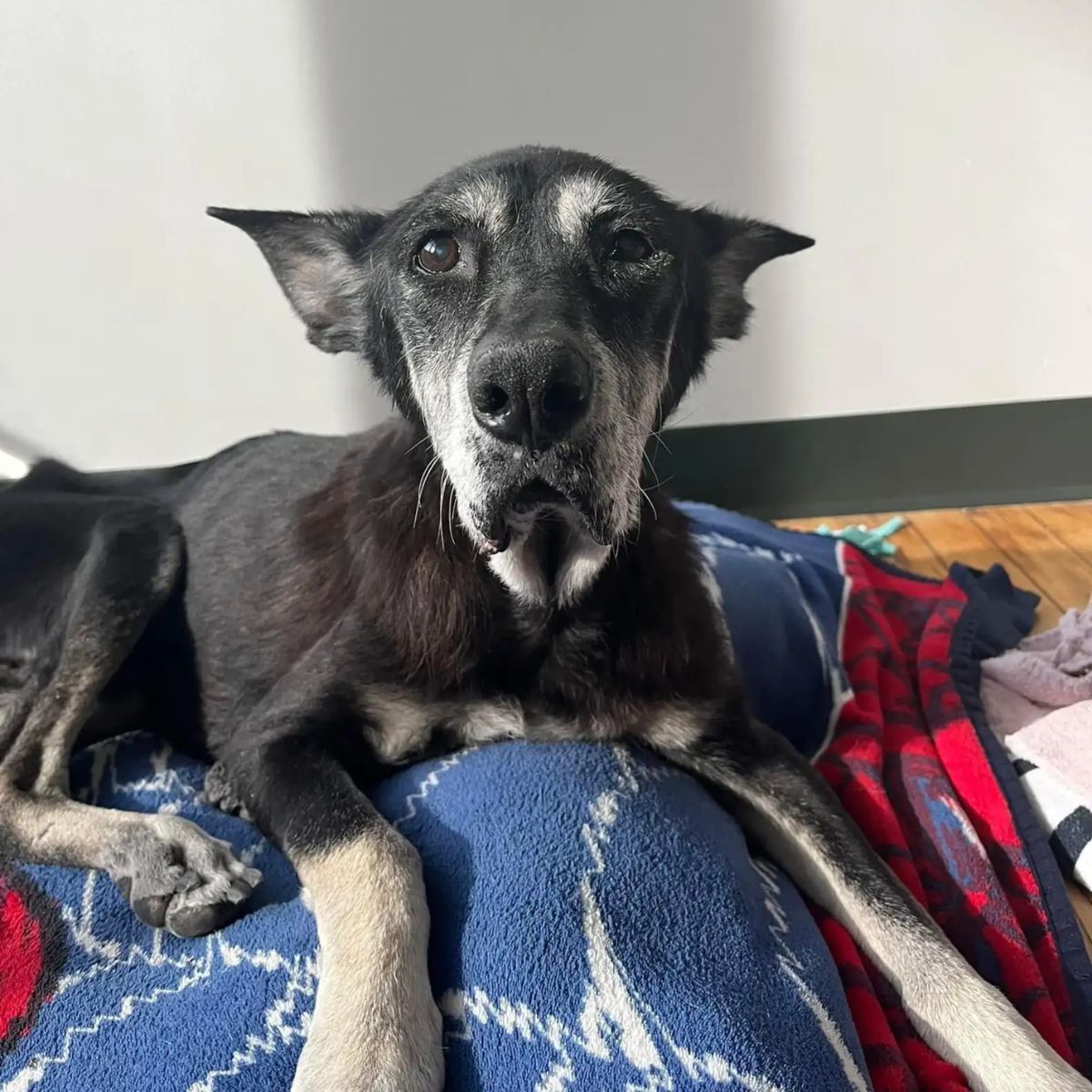 senior dogs transformation