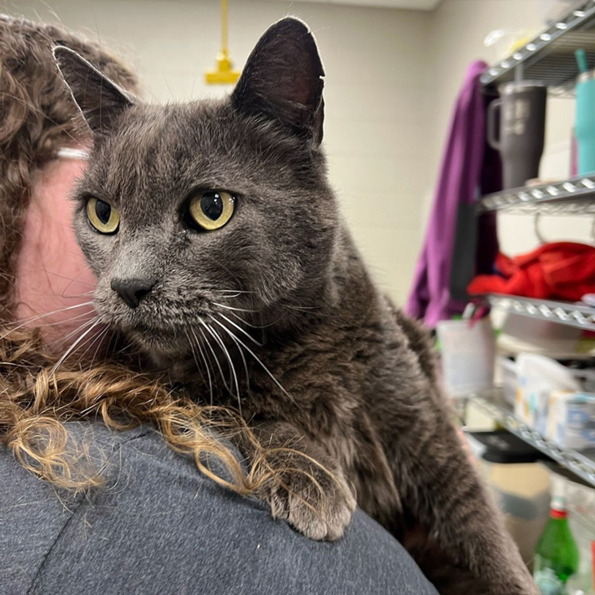 senior gray cat on shoulder