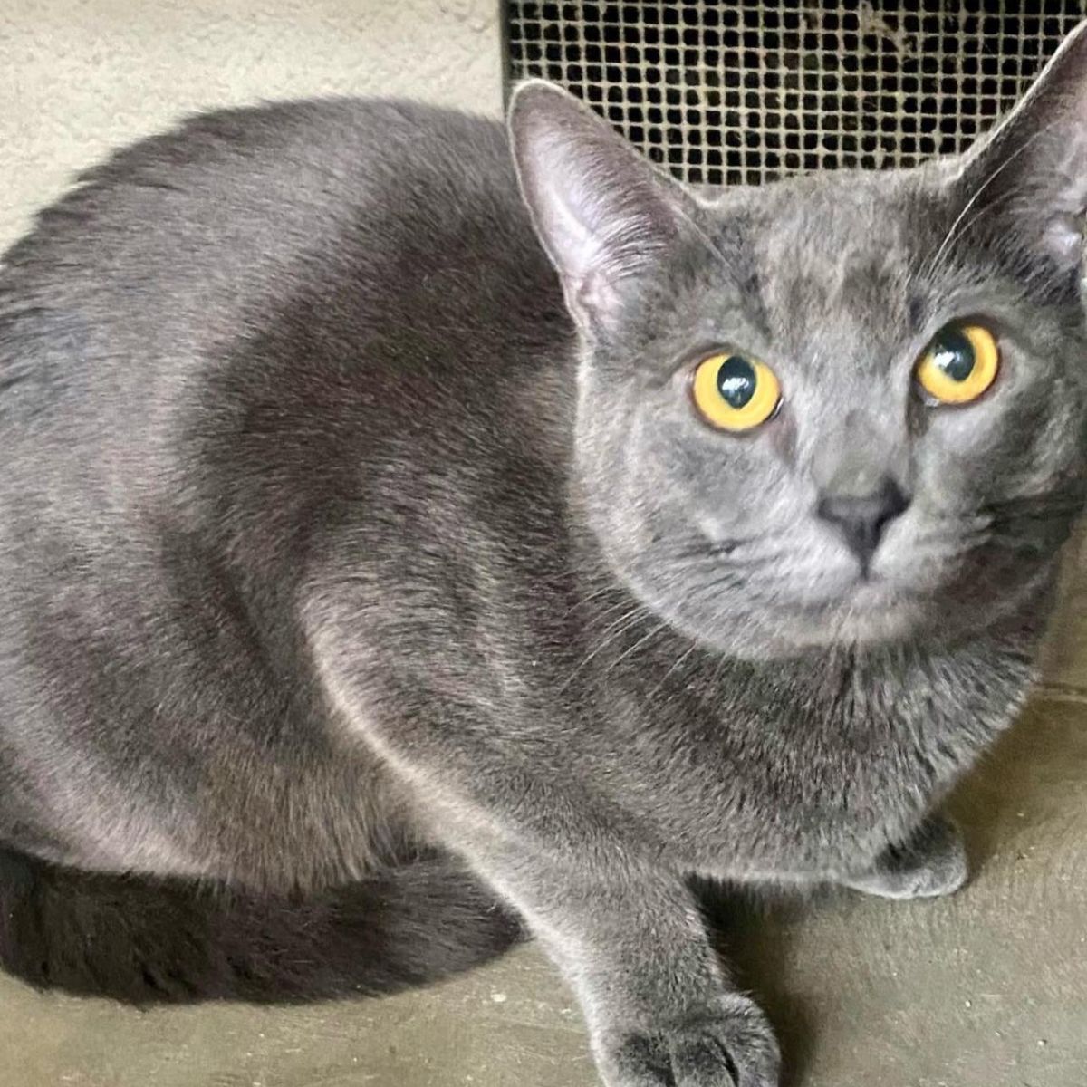 senior gray cat