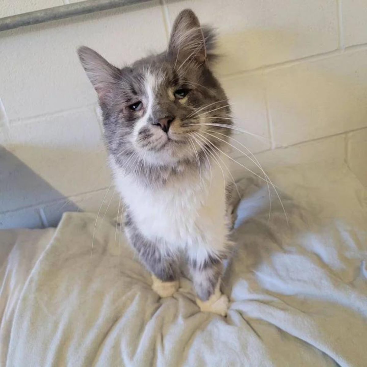 senior kitty with half-open eyes