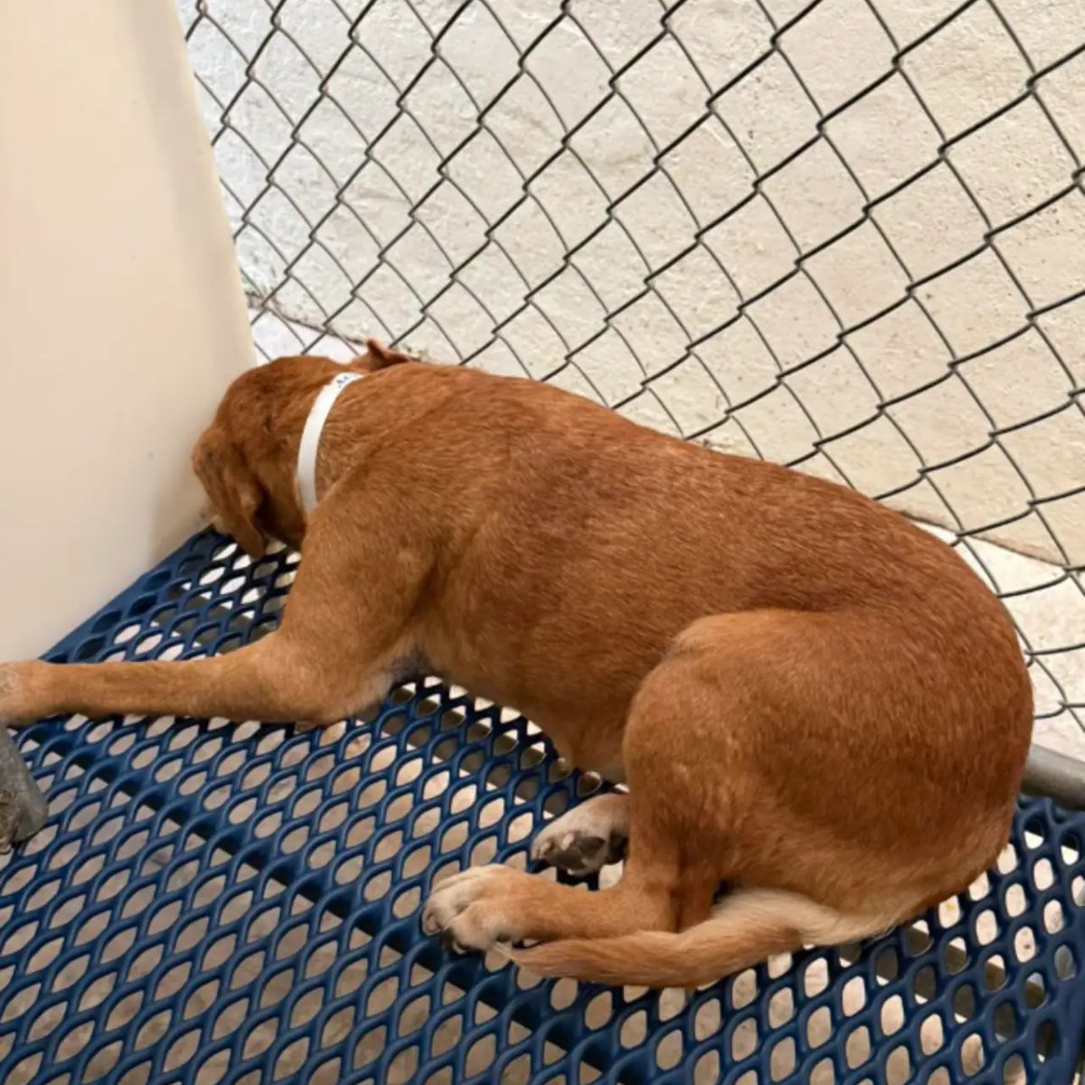 senior shelter dog